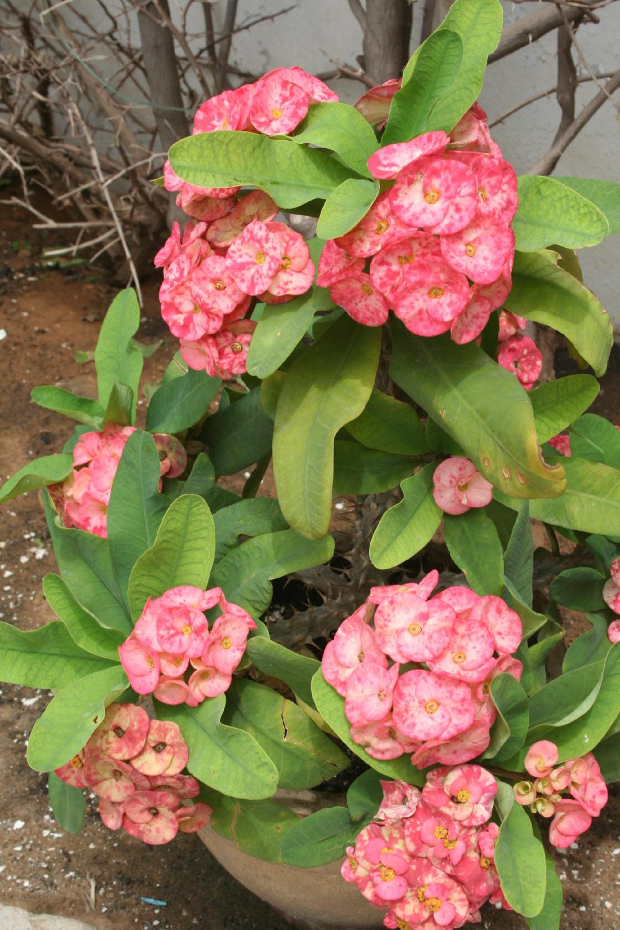 Photo 37