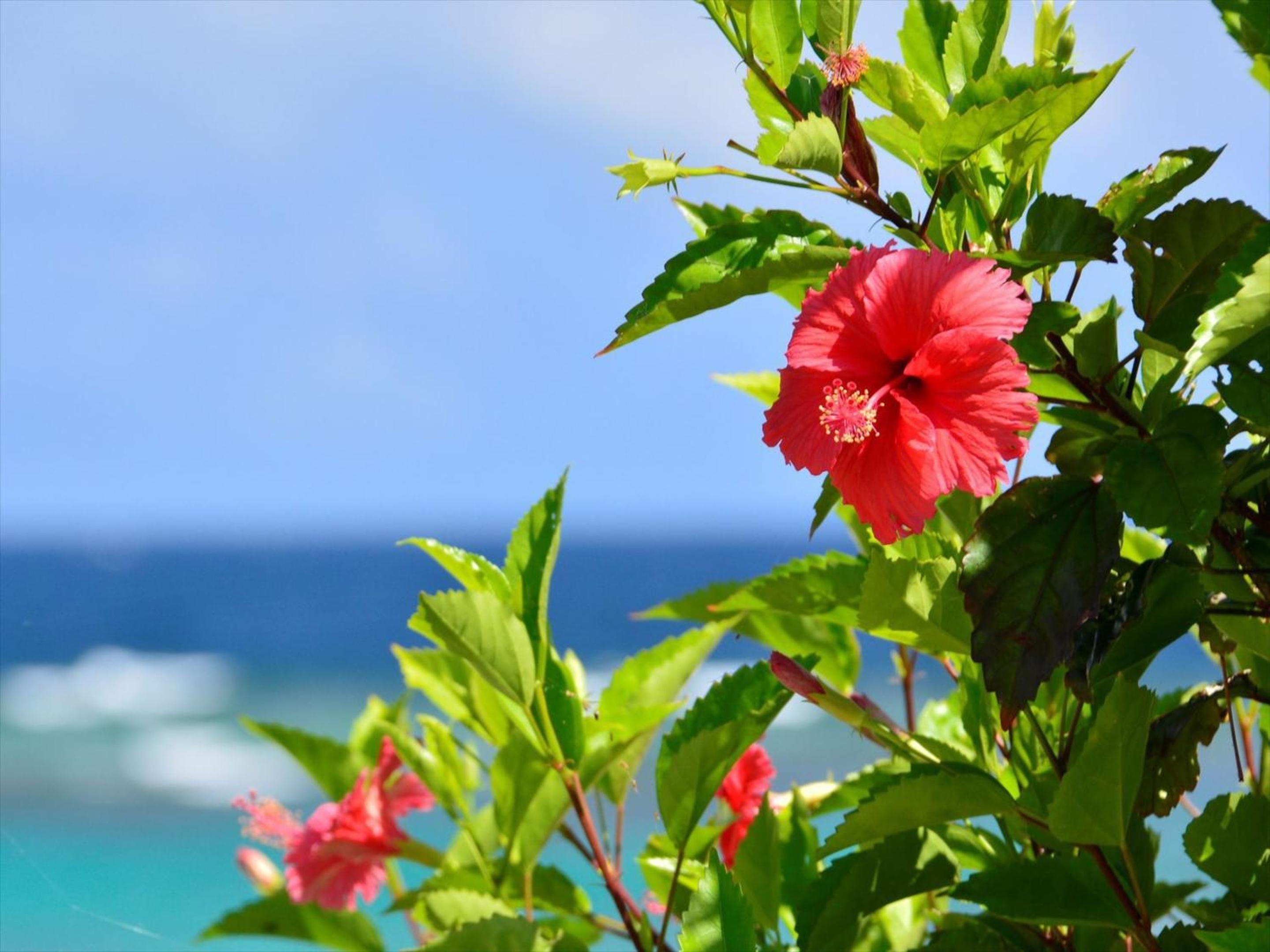 Allamanda Imgya Coral Village