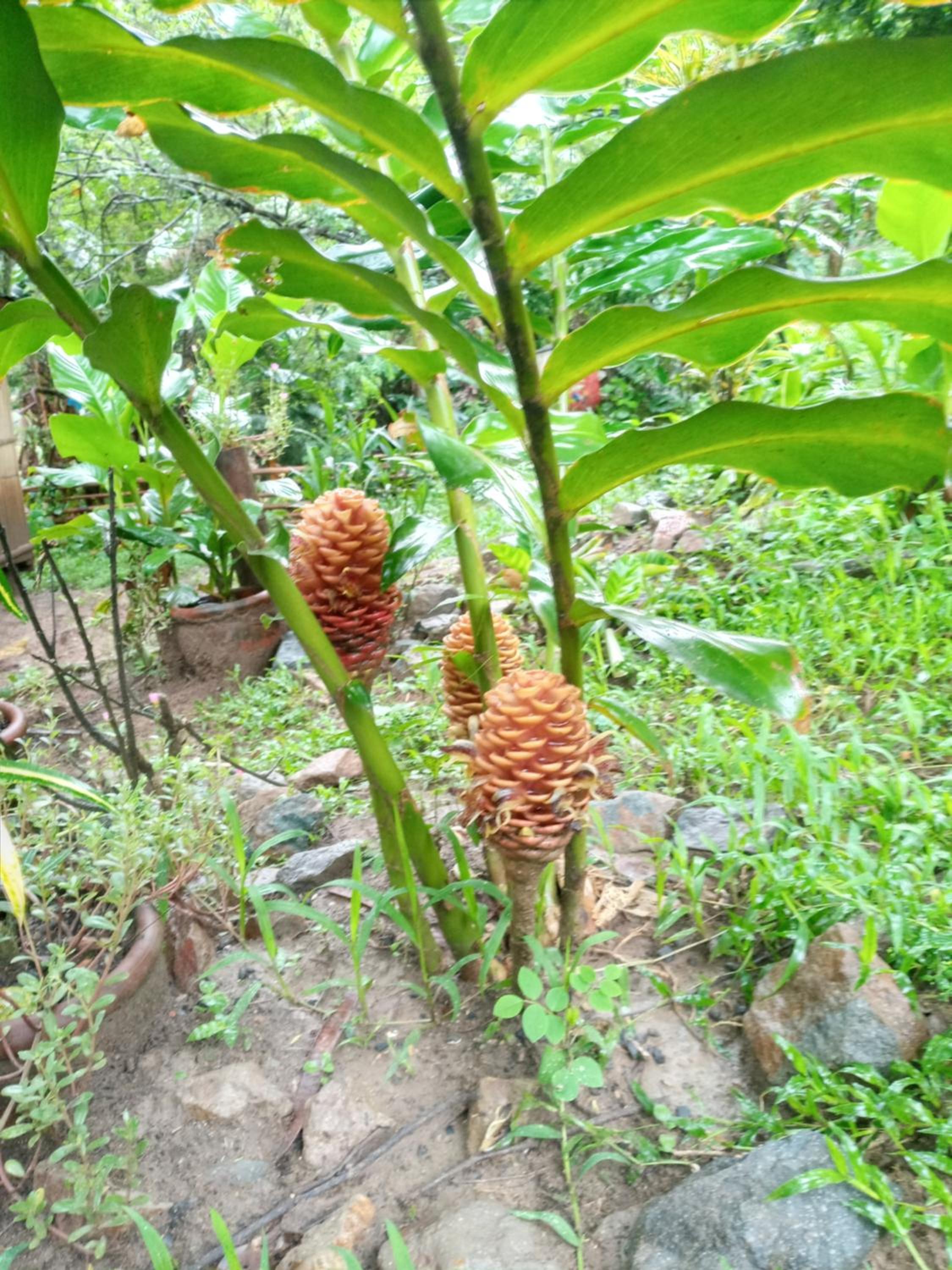 Kambal Kubo Resthouse at Sitio Singalong Bgy San Jose Antipolo view 2