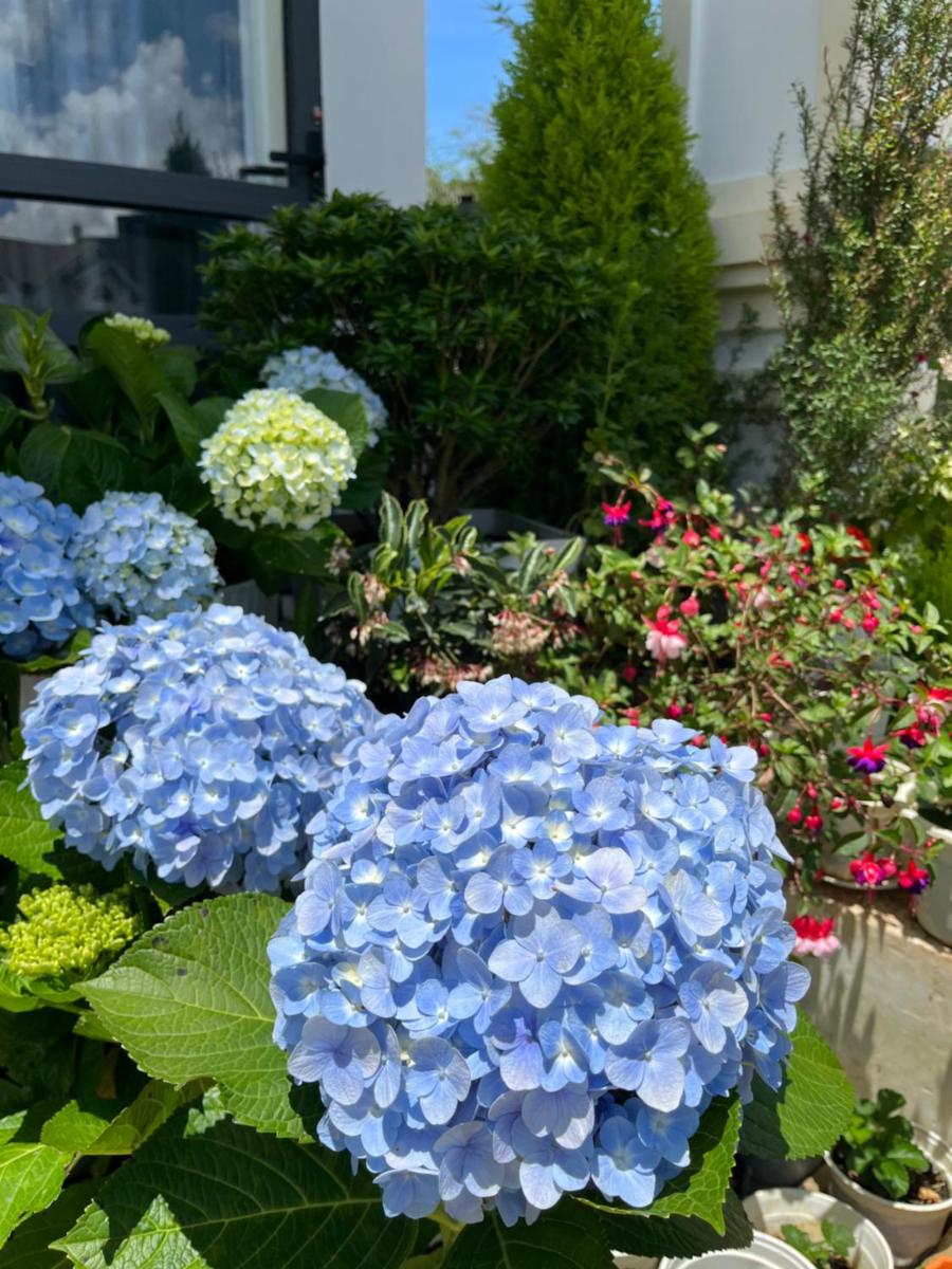 garden