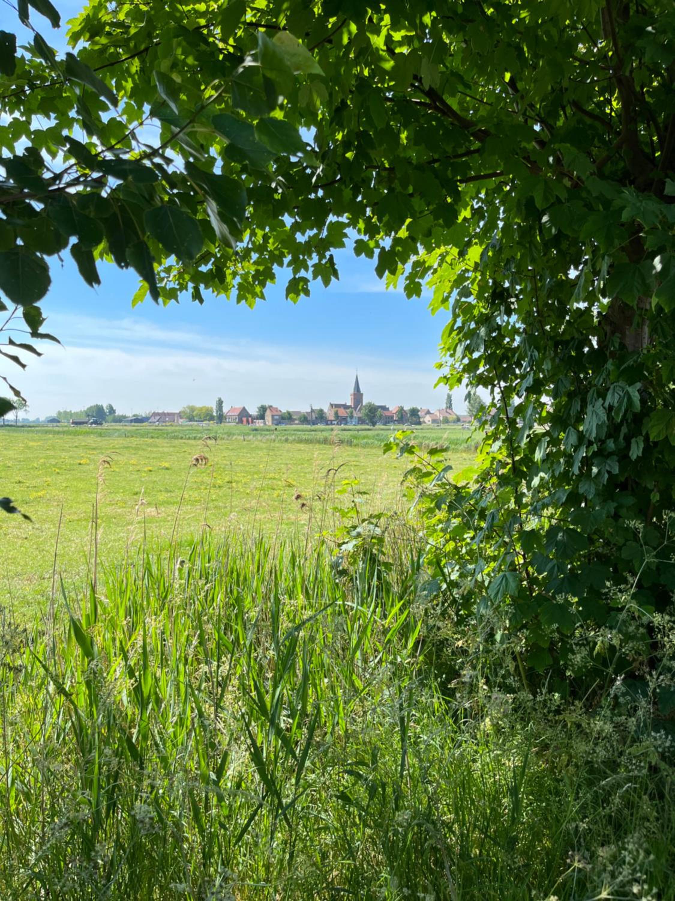 Maneschijn****