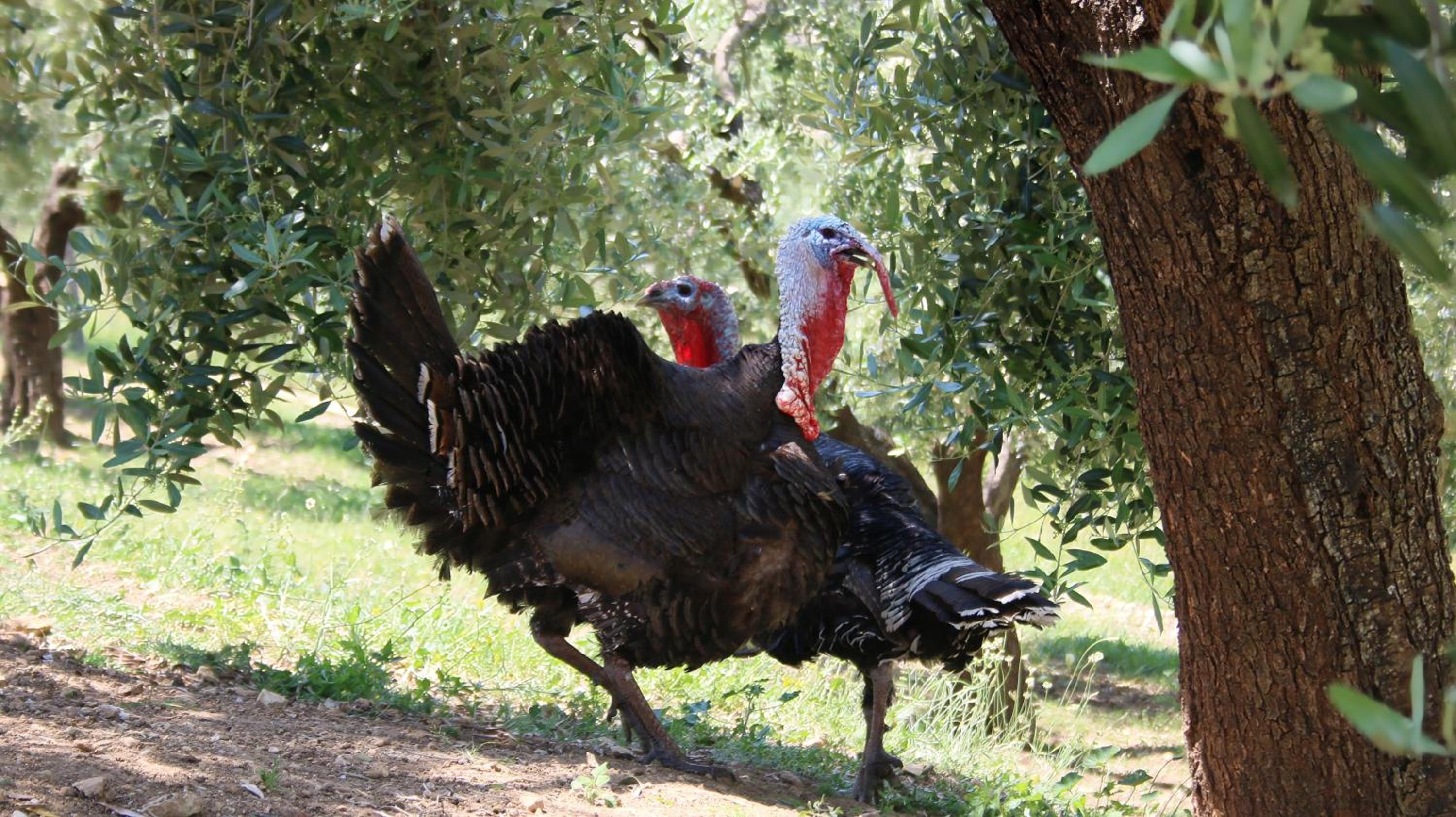 Agroturizem Bylis