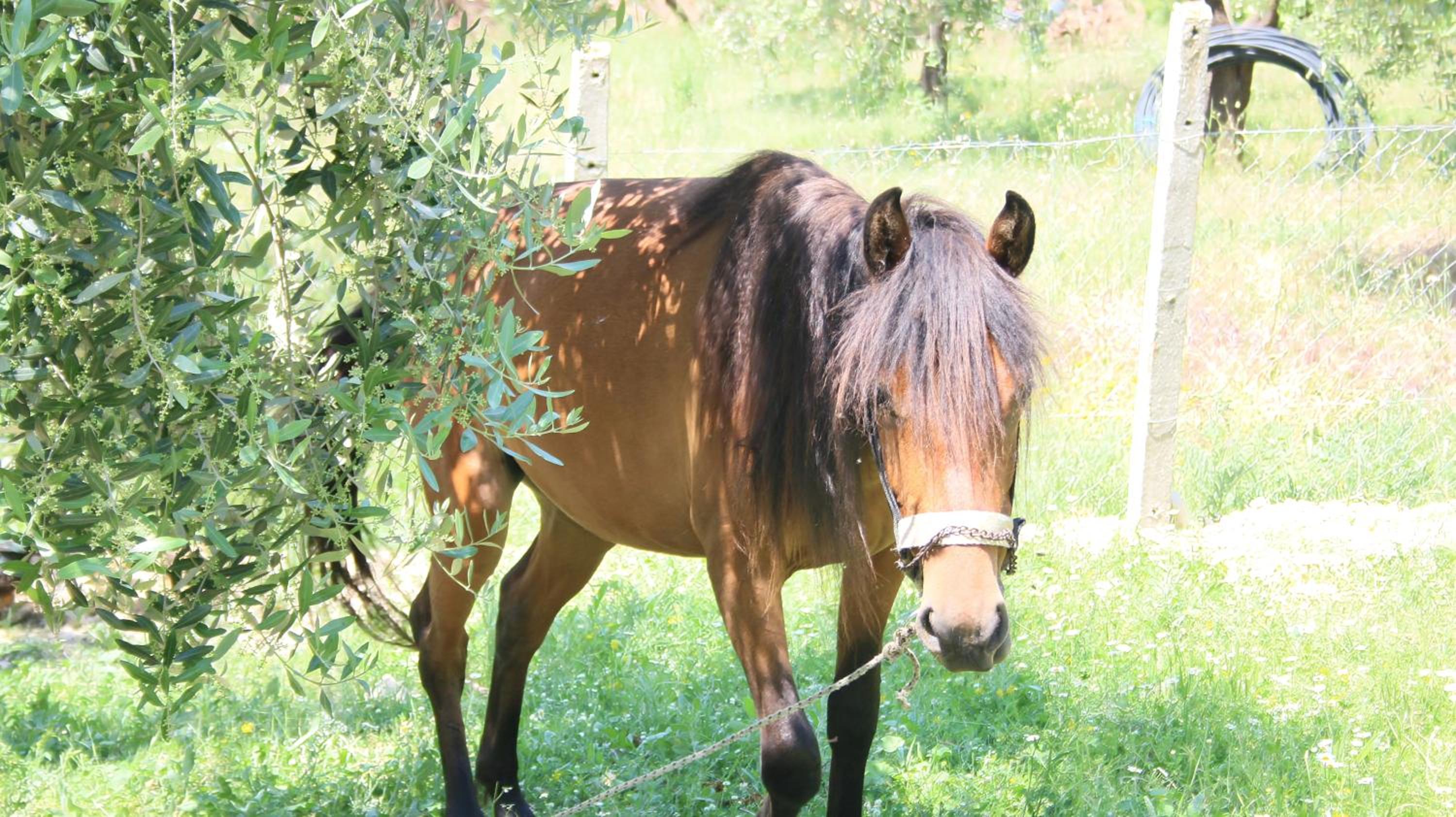 Agroturizem Bylis