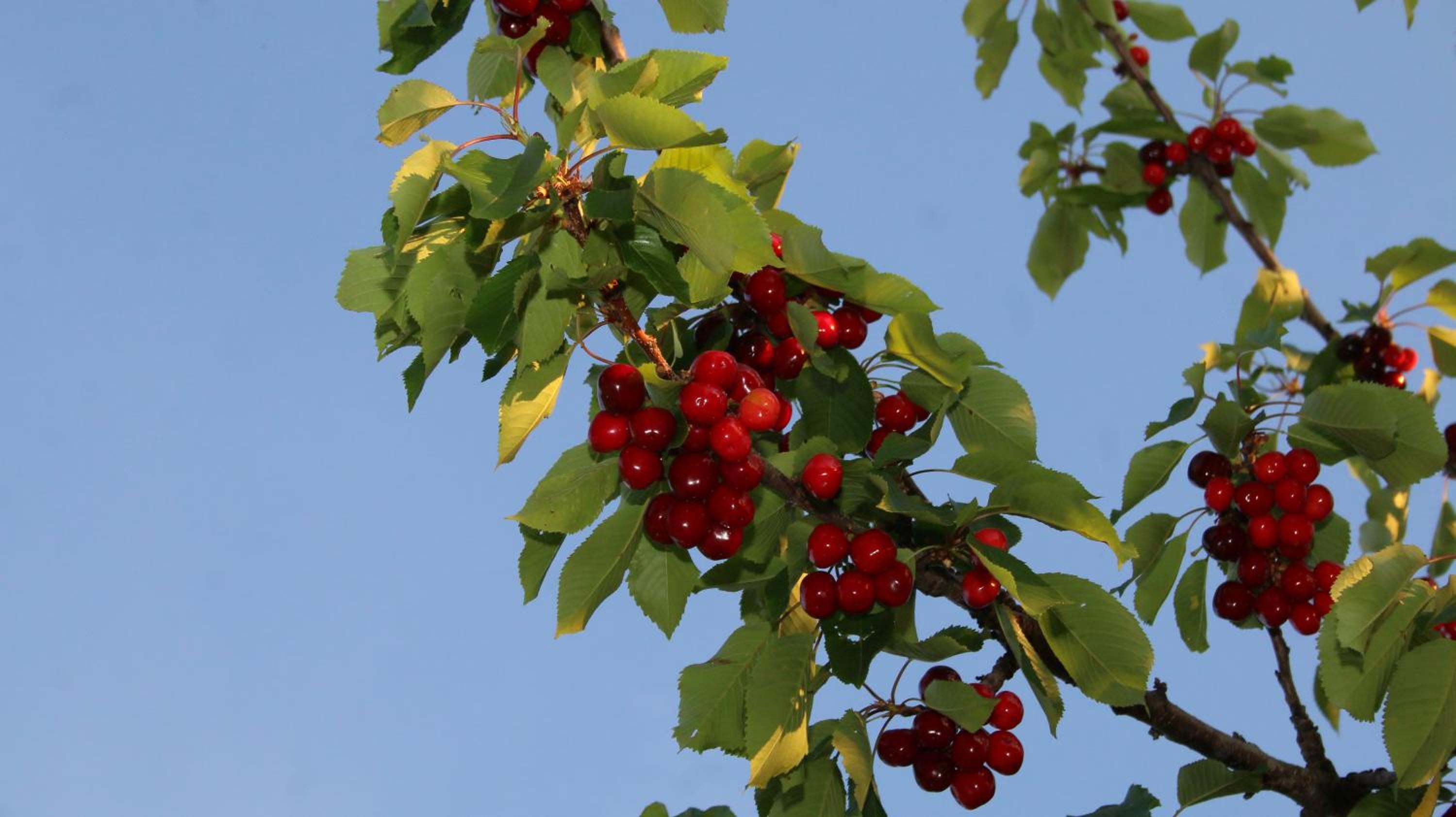 Agroturizem Bylis
