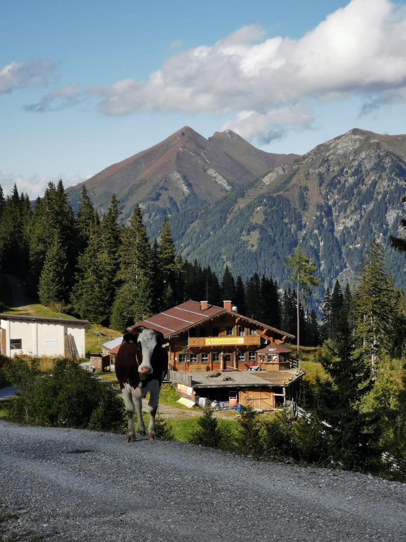 Appartement Alpenkönig