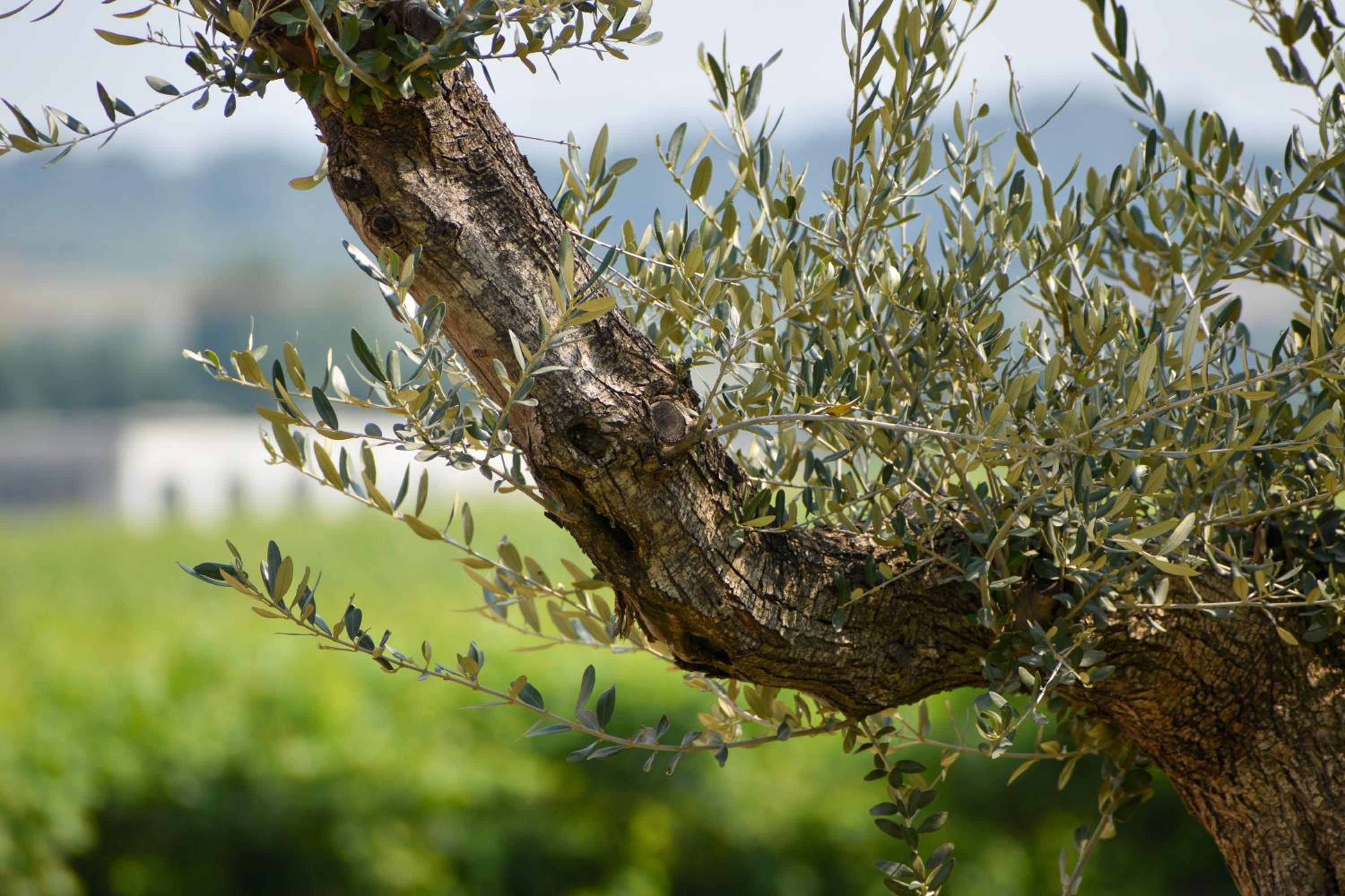 Bed and Breakfast Le Giale