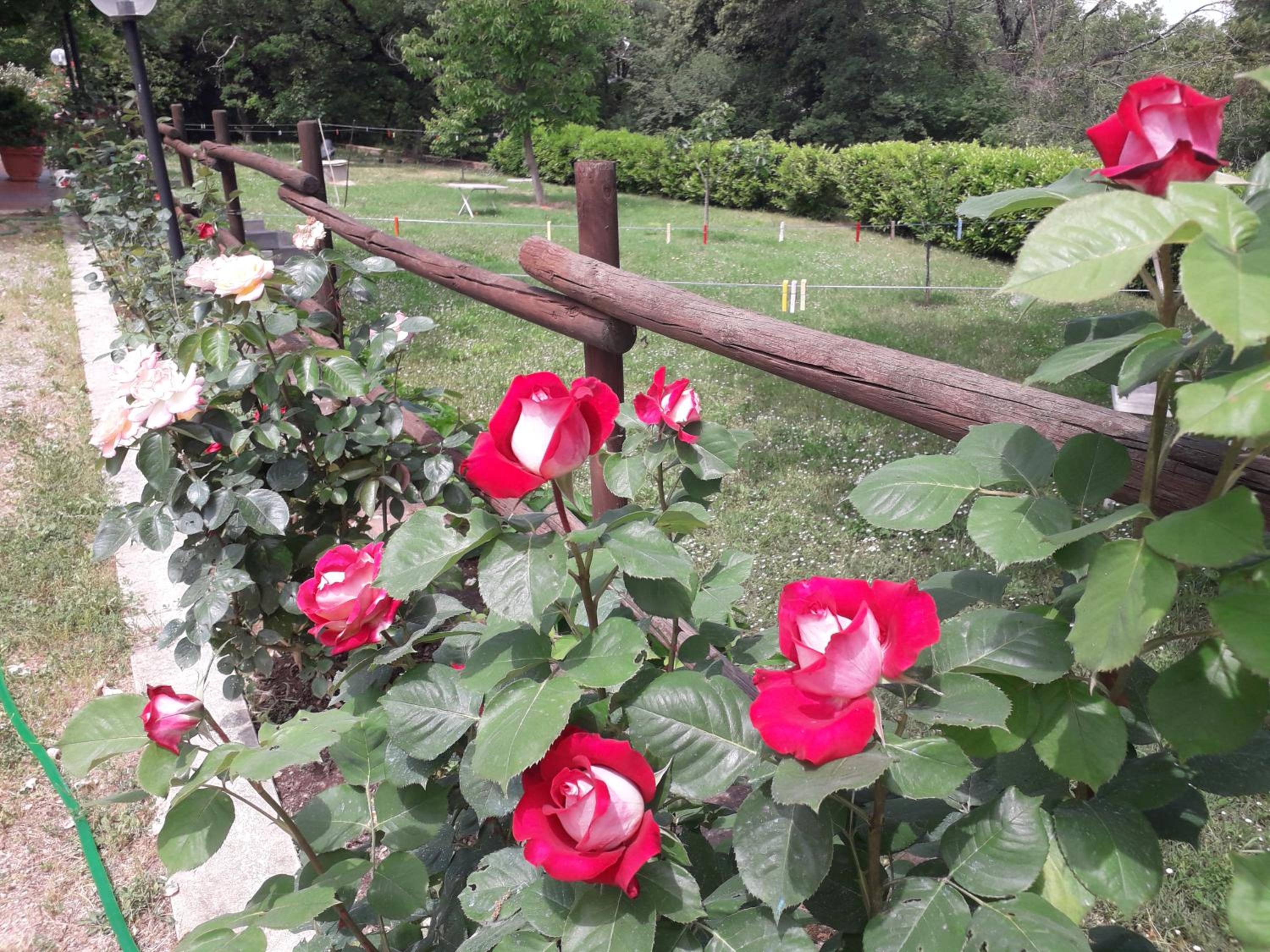 Photo 41