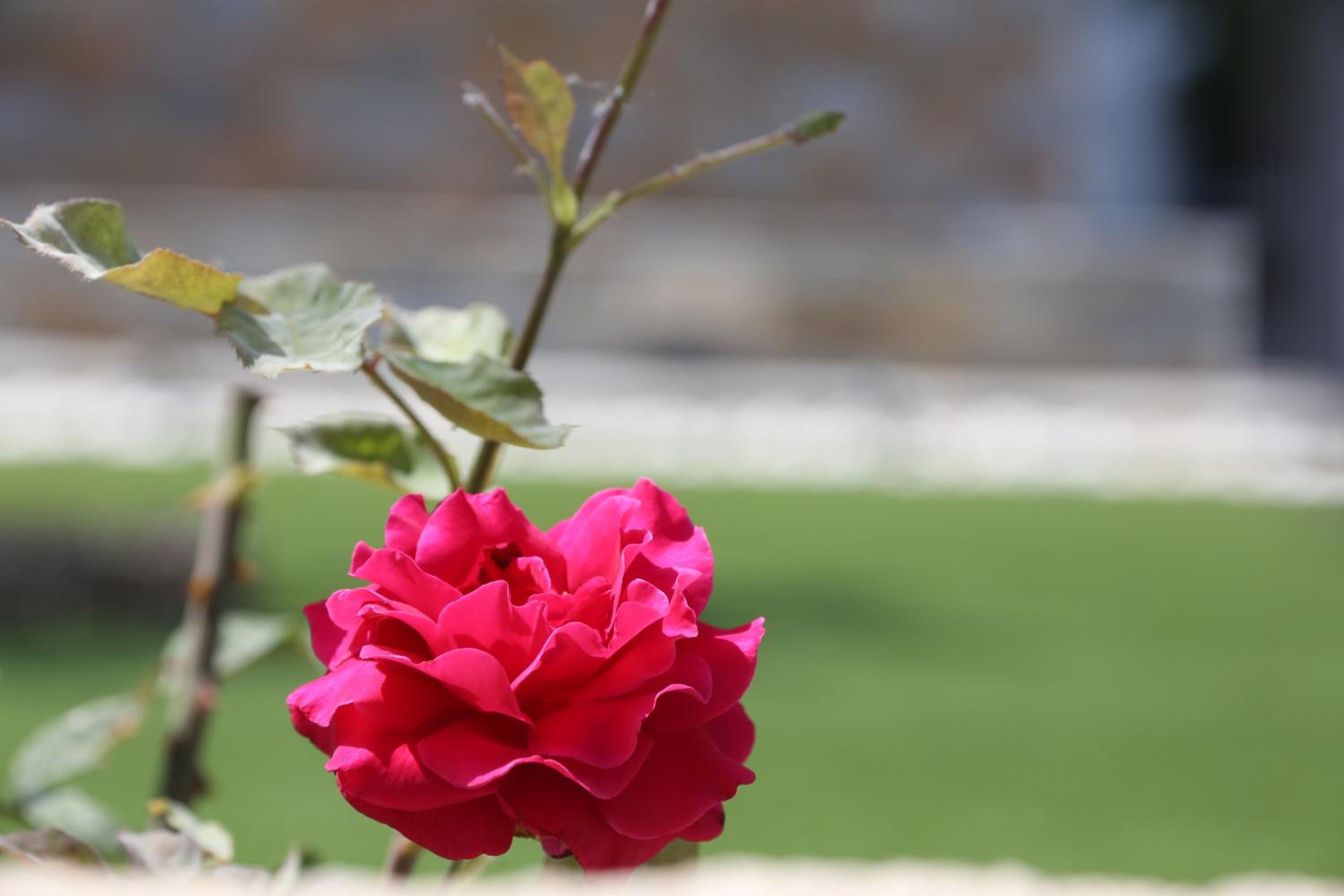 Photo 43
