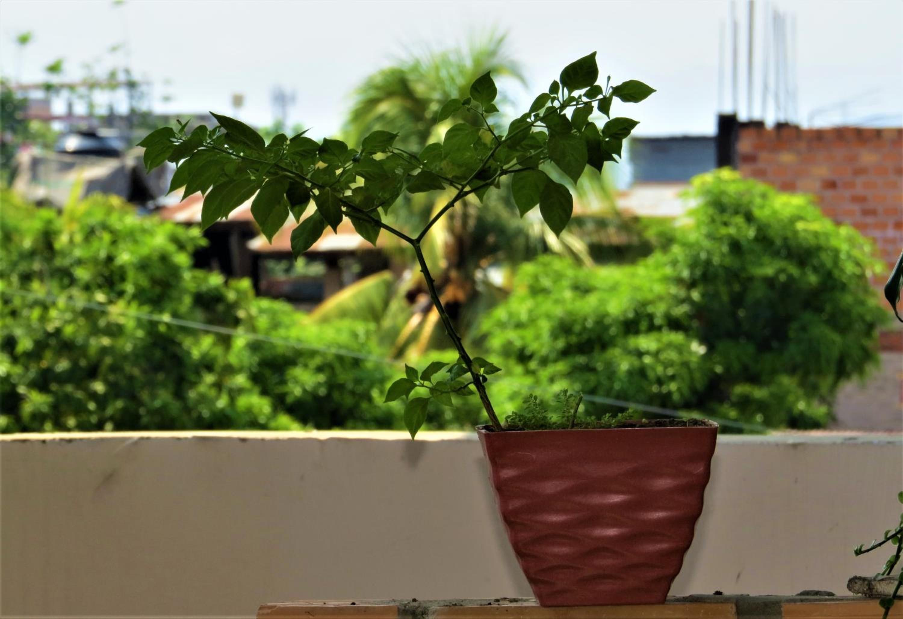 Flor del Valle Posada