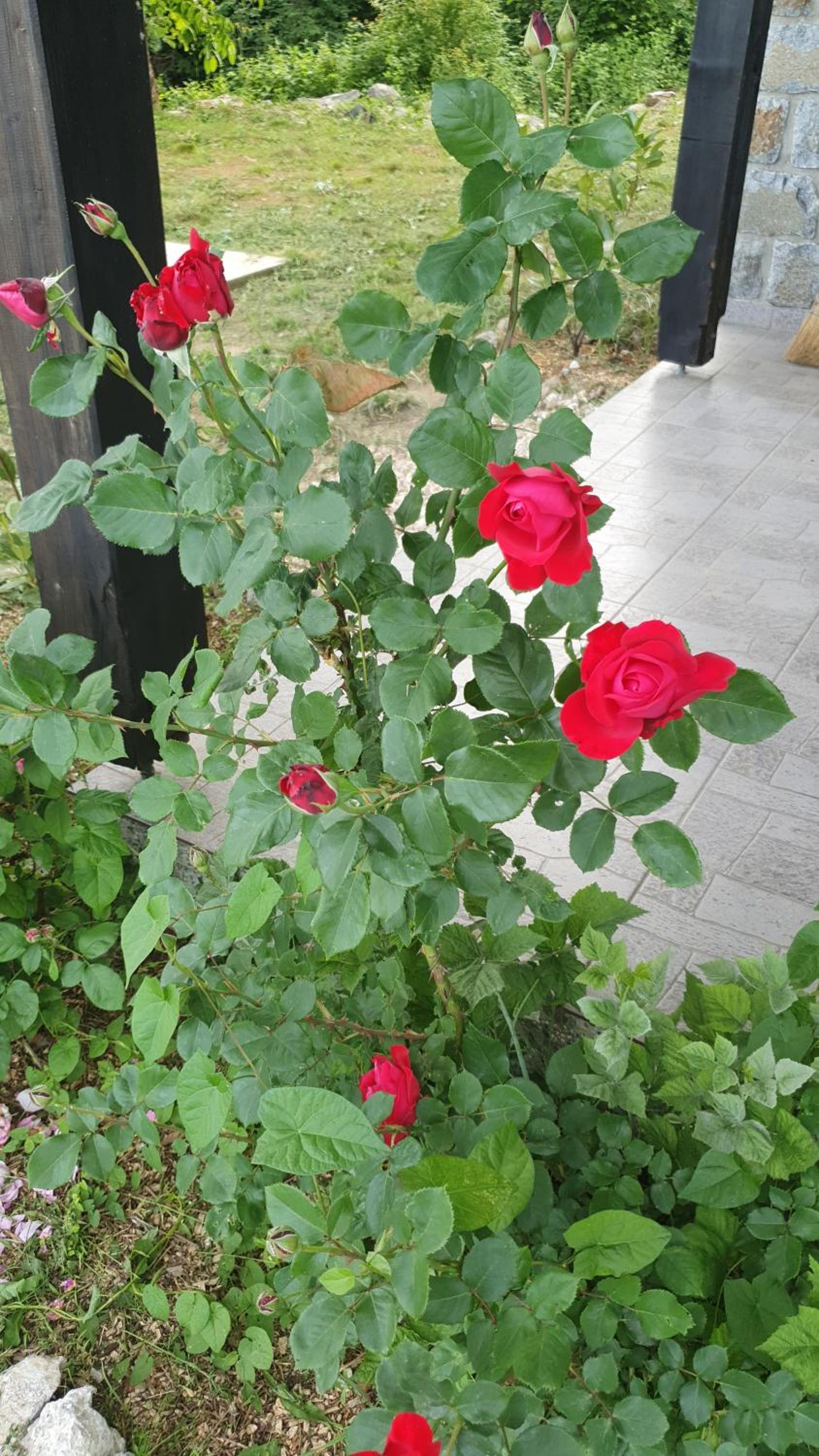 Photo 43