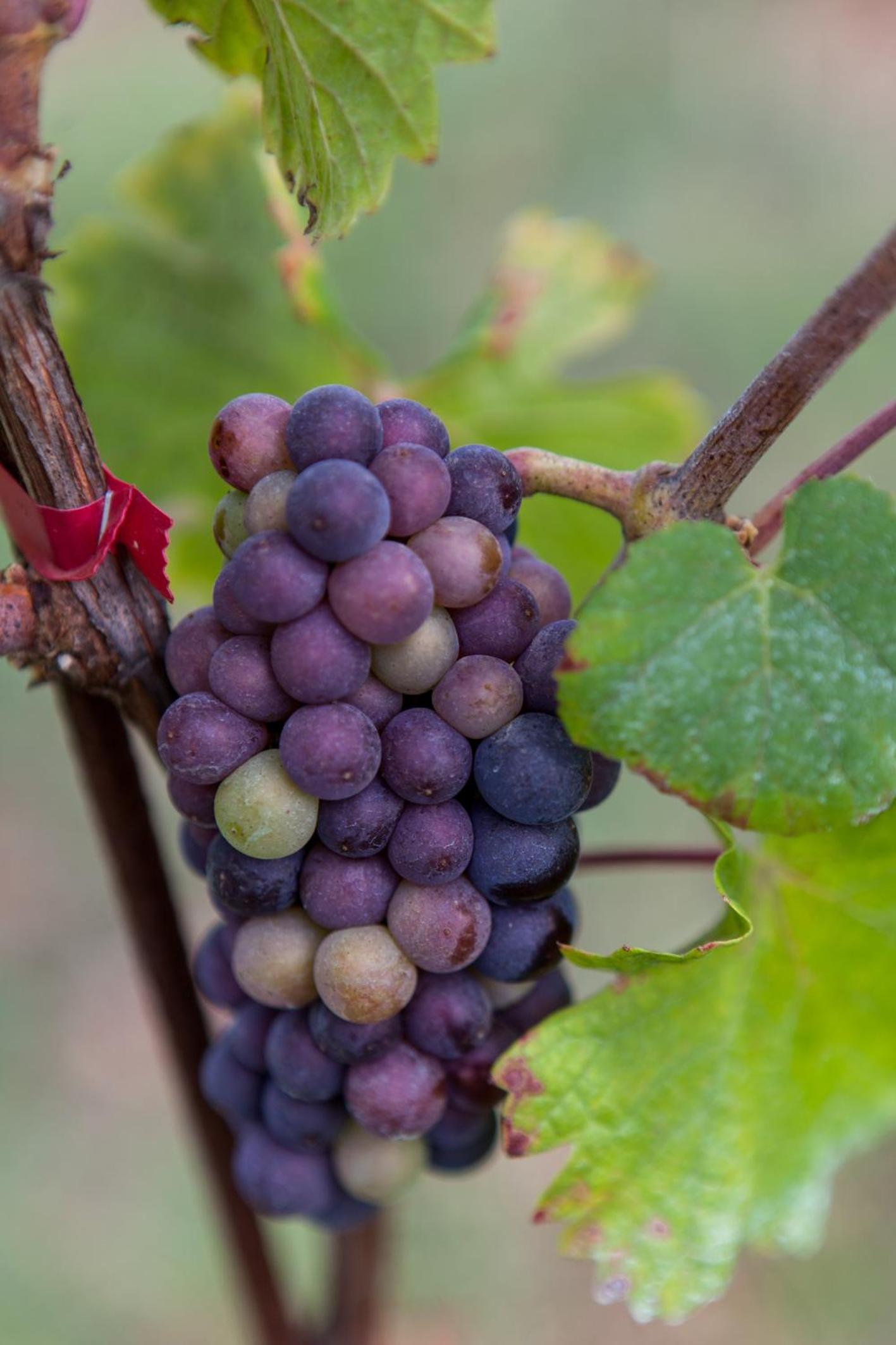 Podere Delle Rose