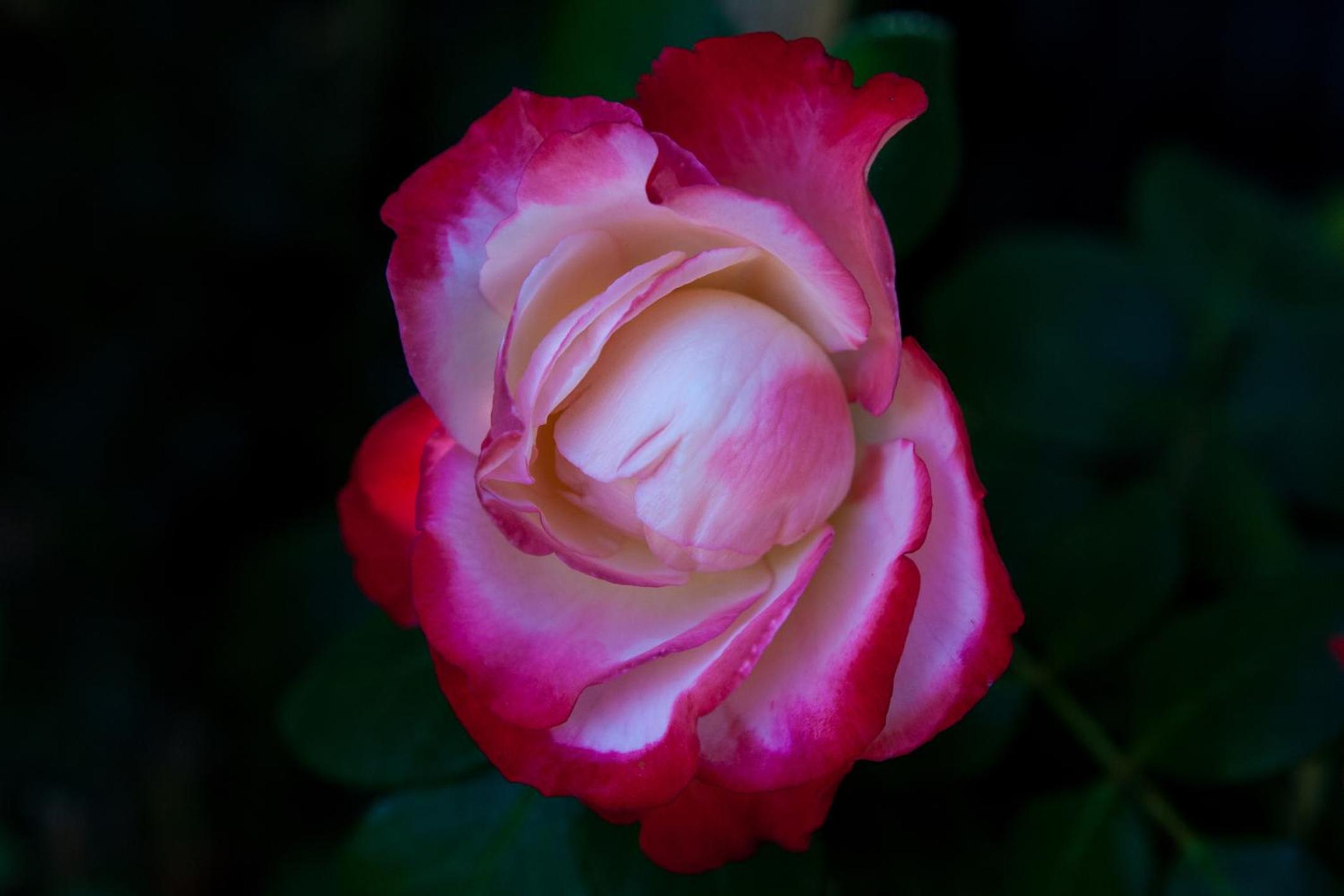 Podere Delle Rose