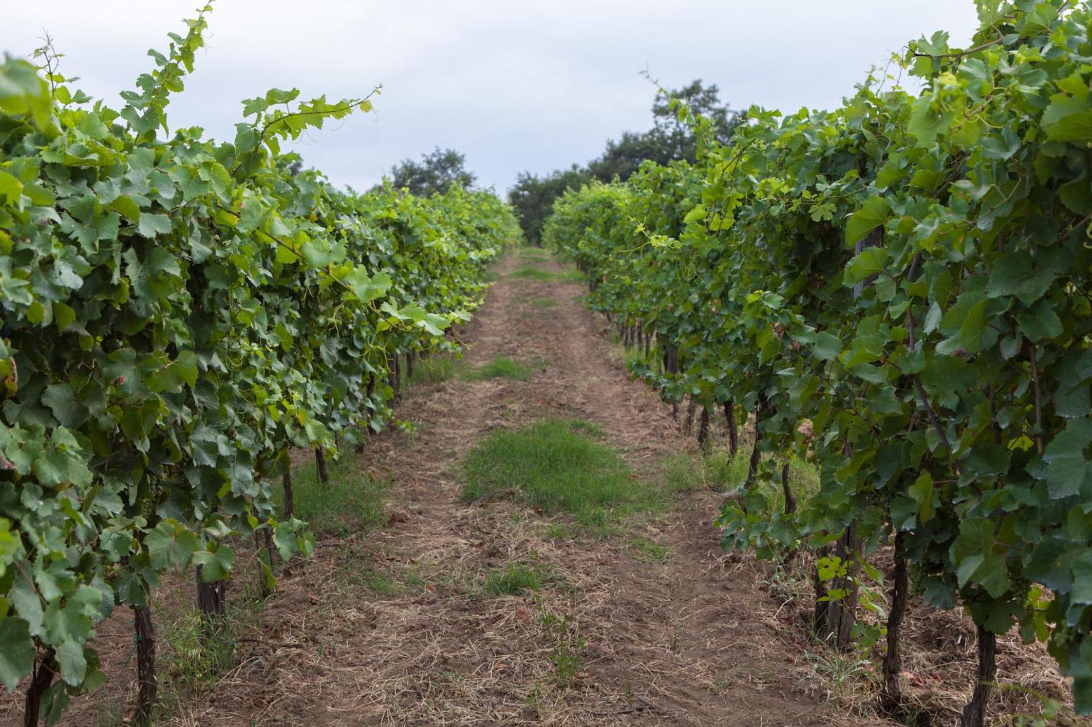 Podere Delle Rose