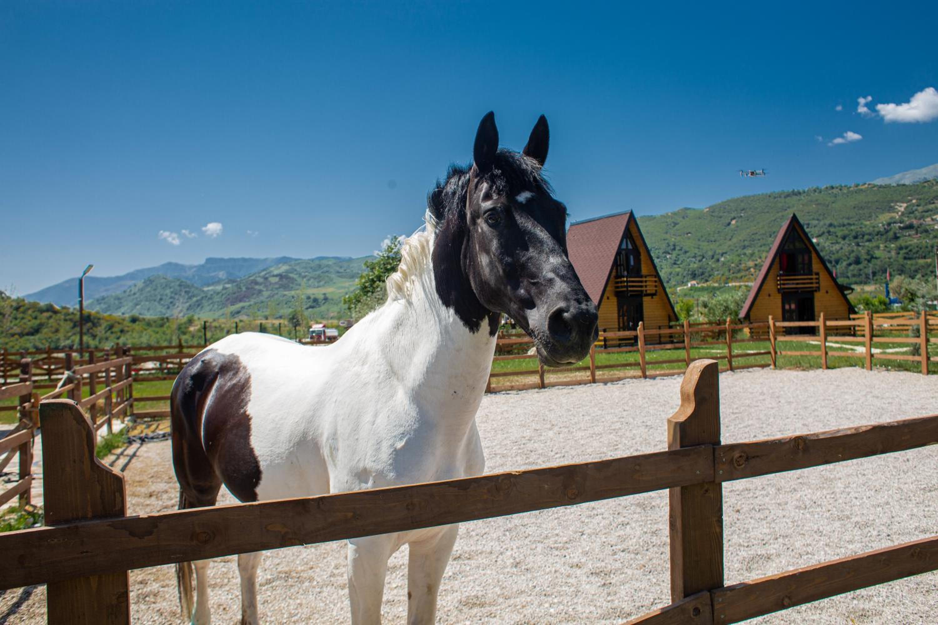 Sancho Farm Albania
