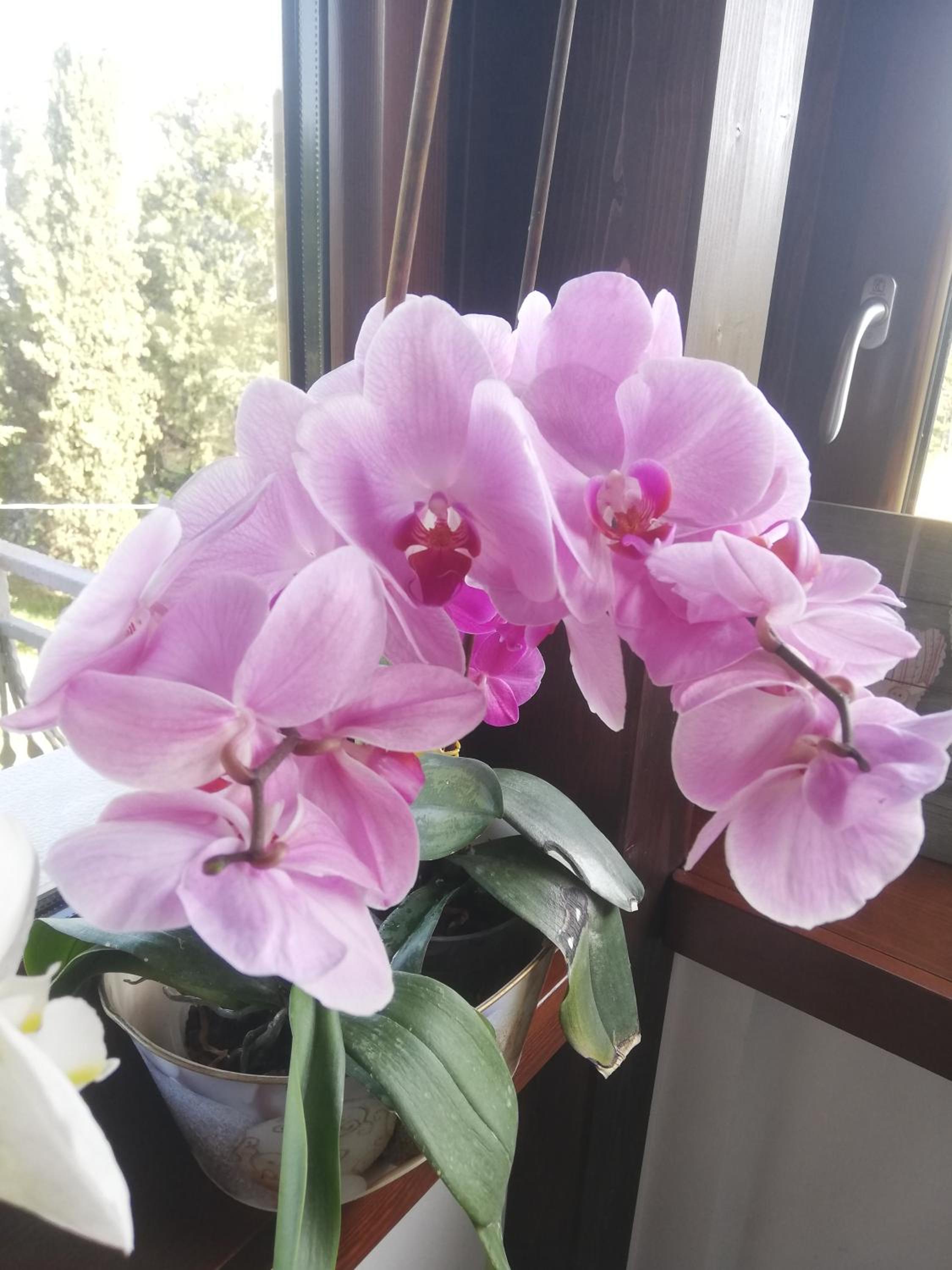 Il sospiro