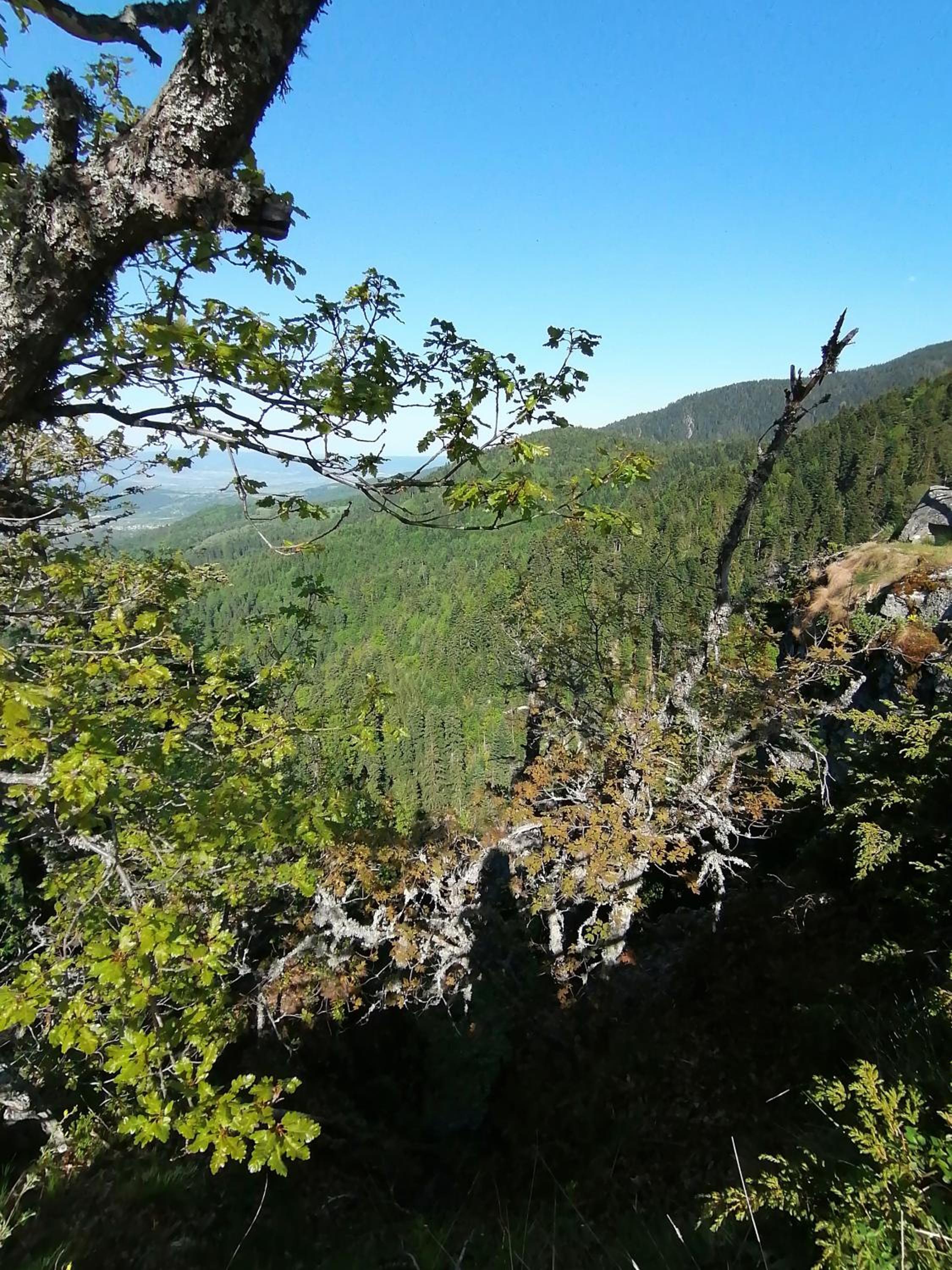 Photo 44