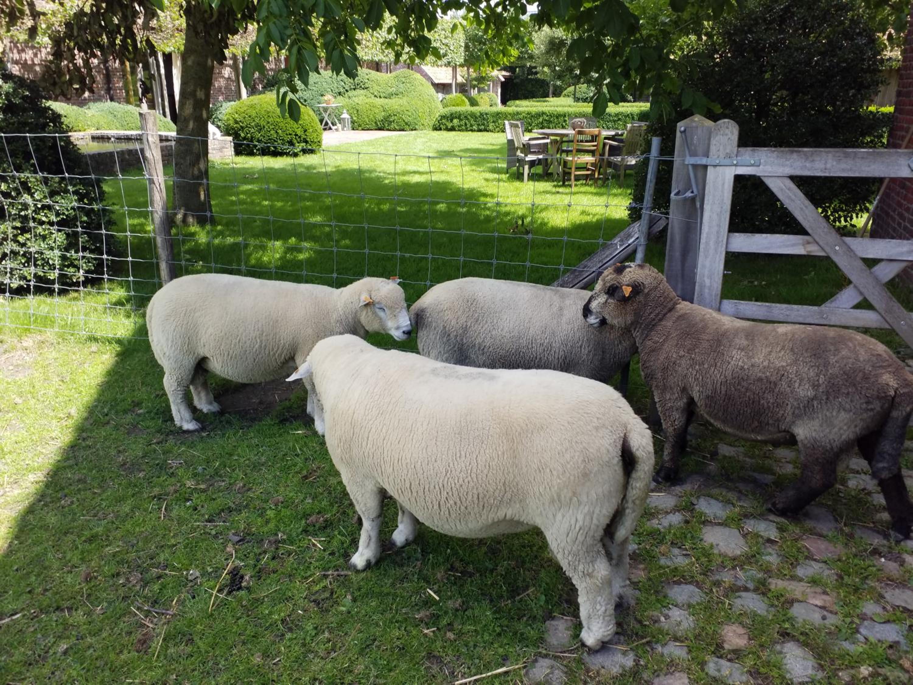 B&B De Hulst