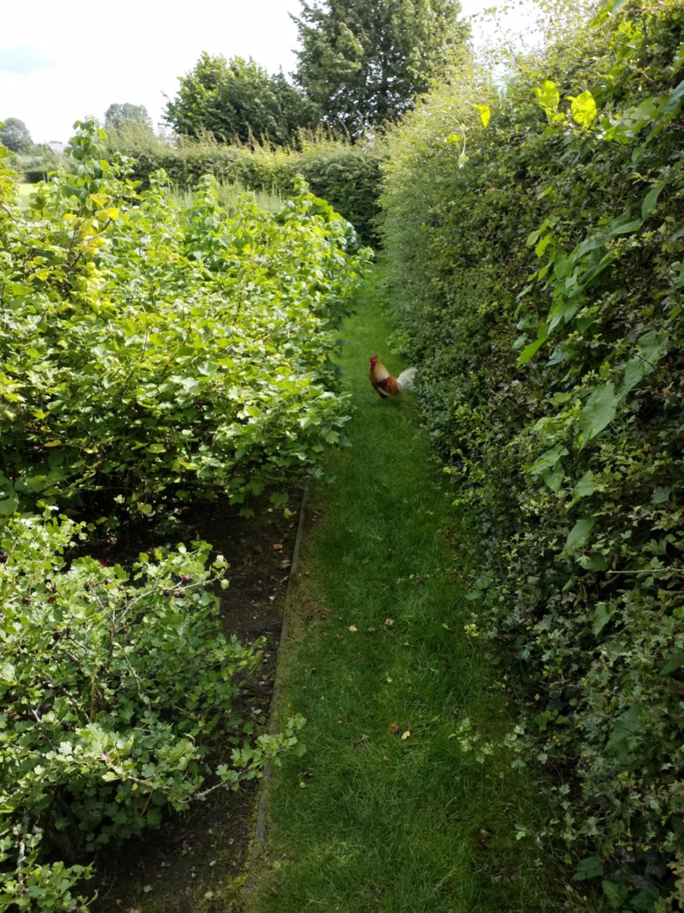B&B De Hulst