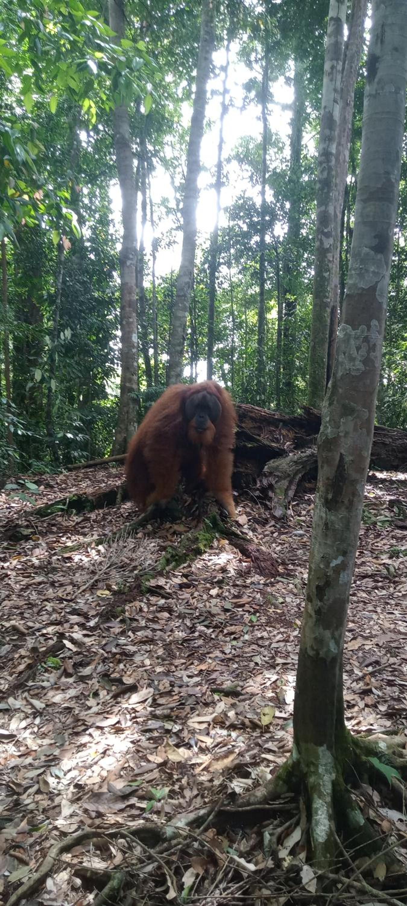Fun Family Guest House n Jungle Tour view 5