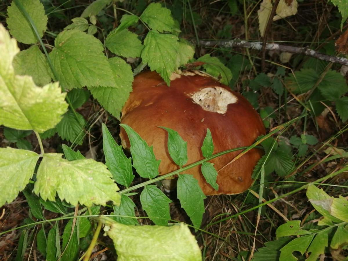 Photo 25
