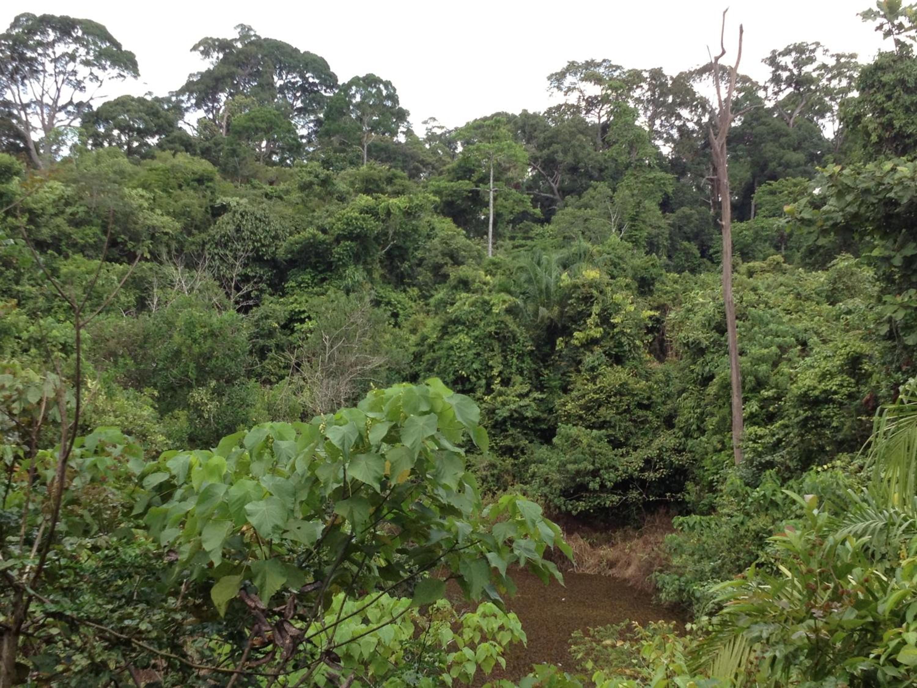 Sepilok Forest Edge Resort