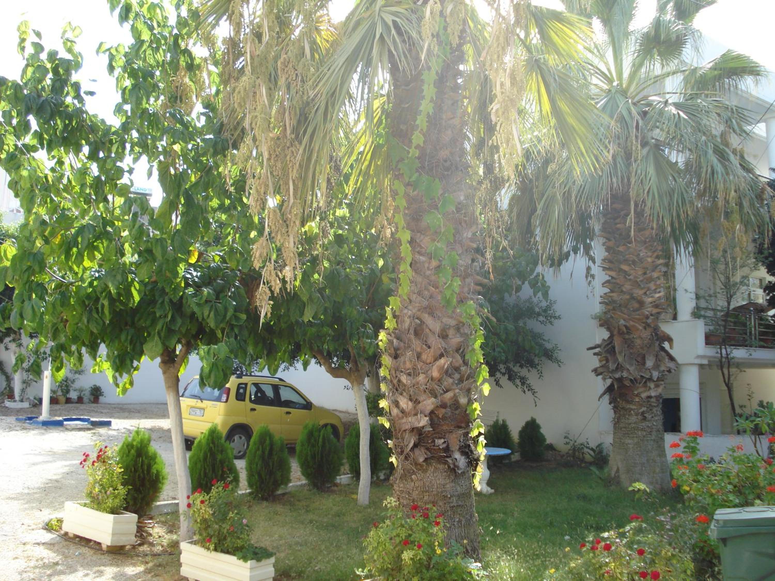 Zinovia