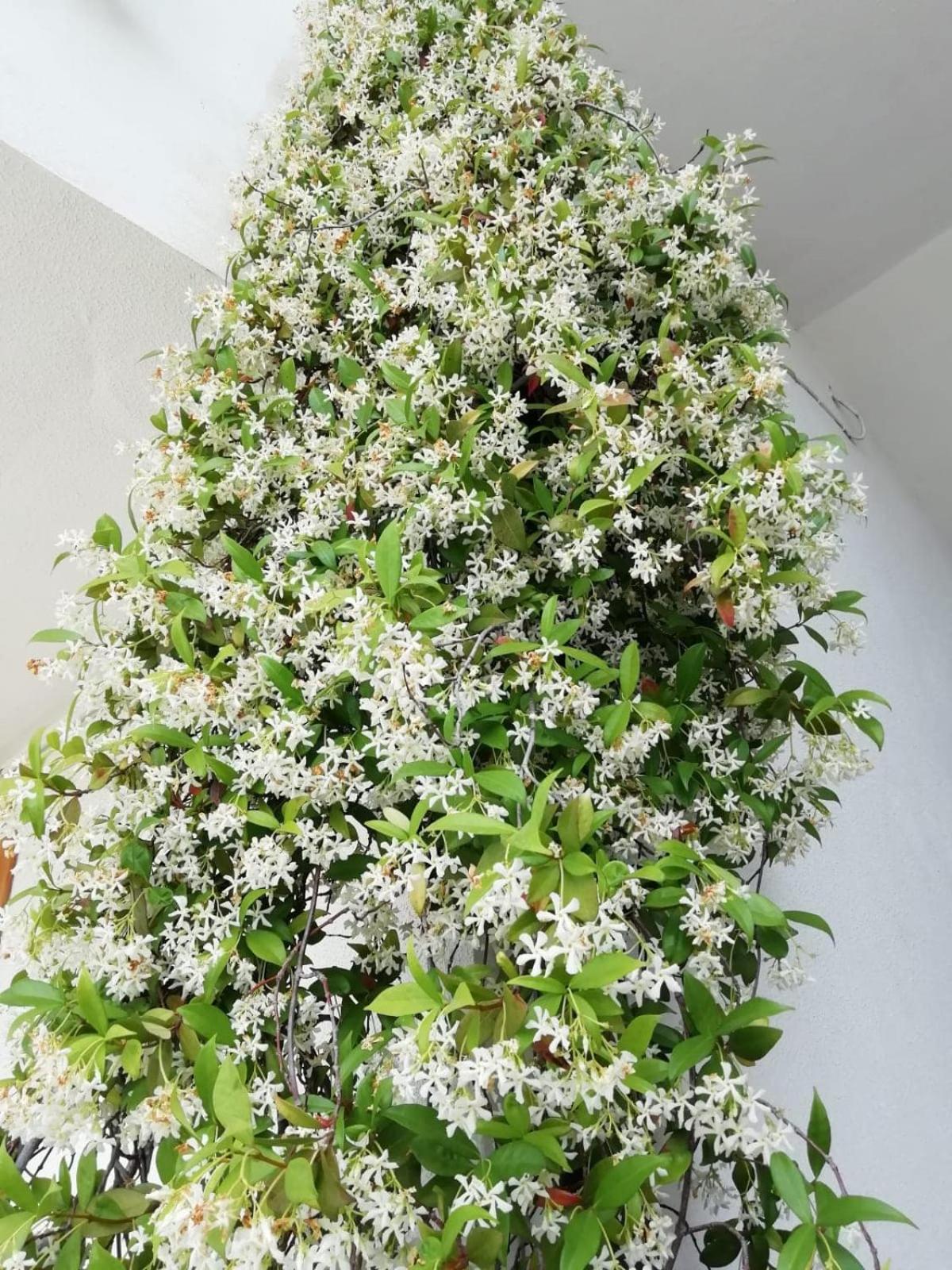 Photo 38