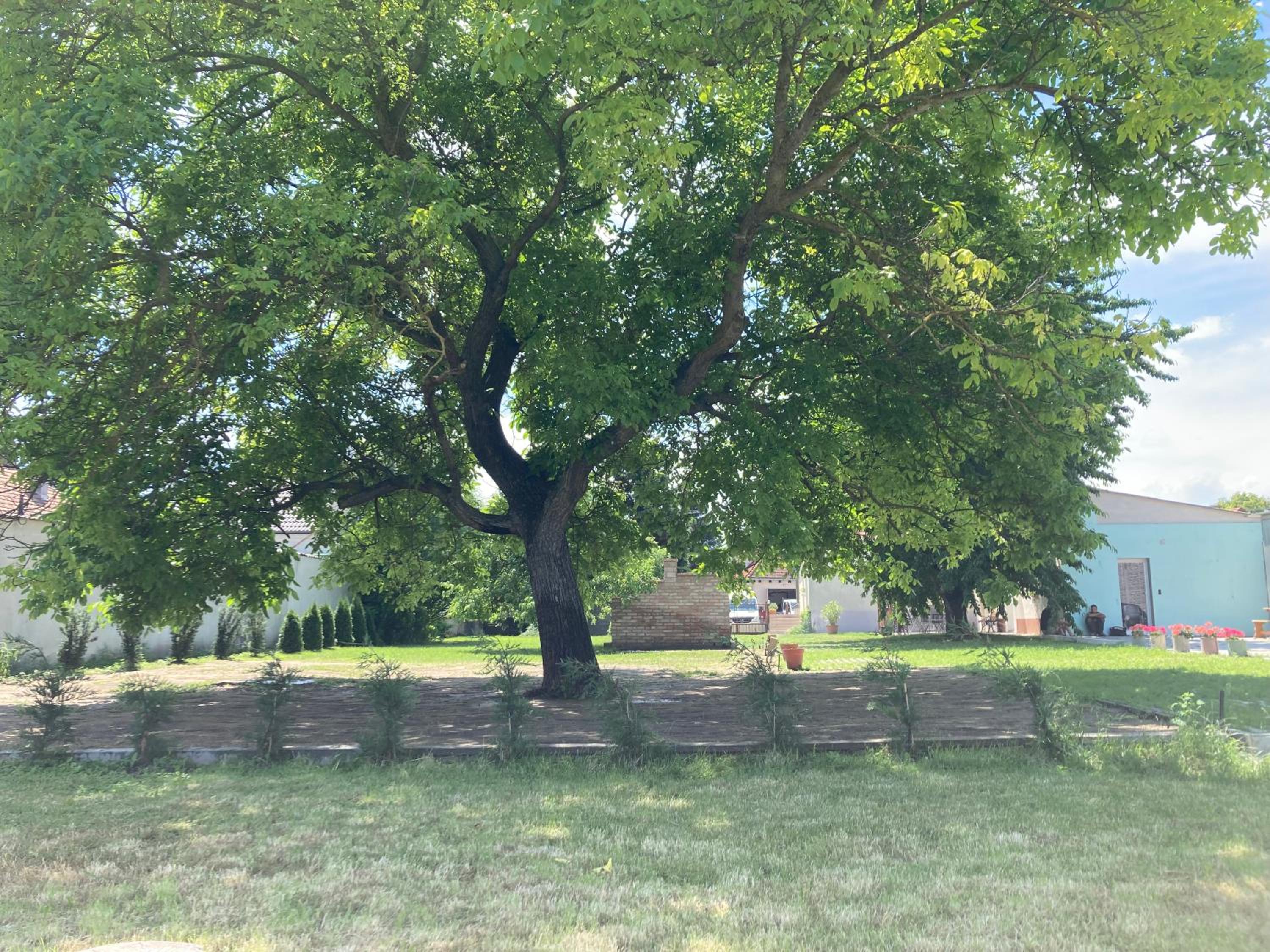 Photo 43