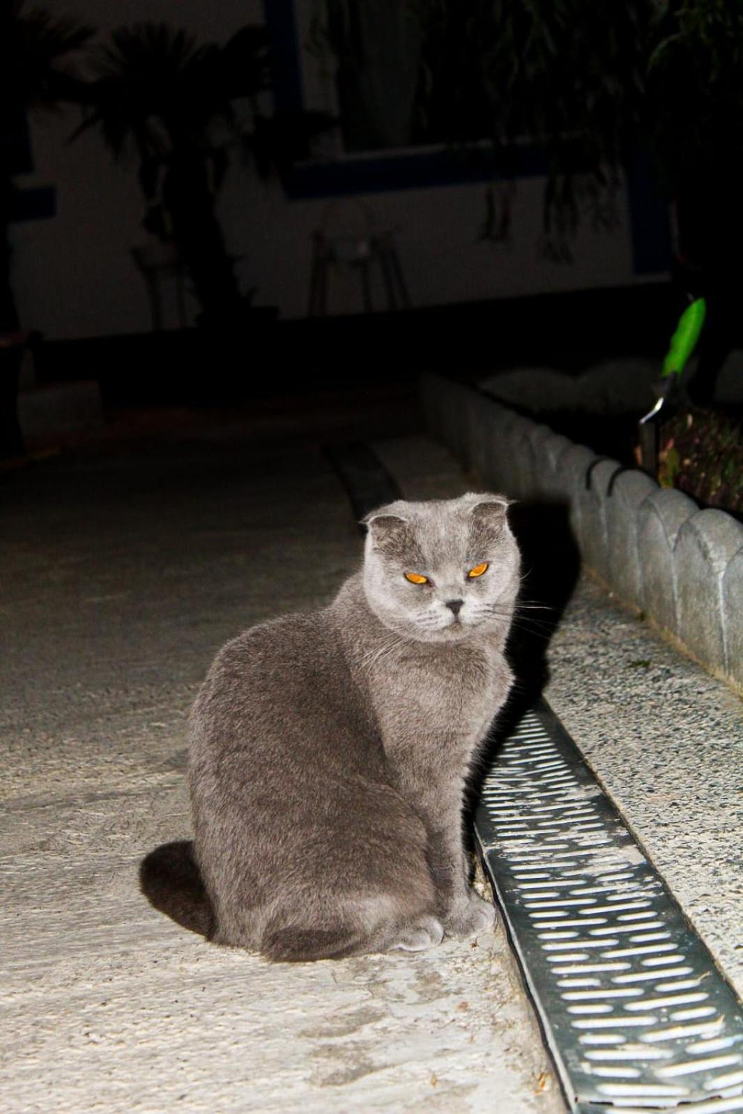 Photo 150