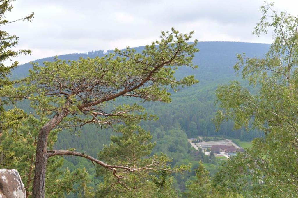 Apartament przy deptaku i Parku Zdrojowym - Polanica Zdrój view 3