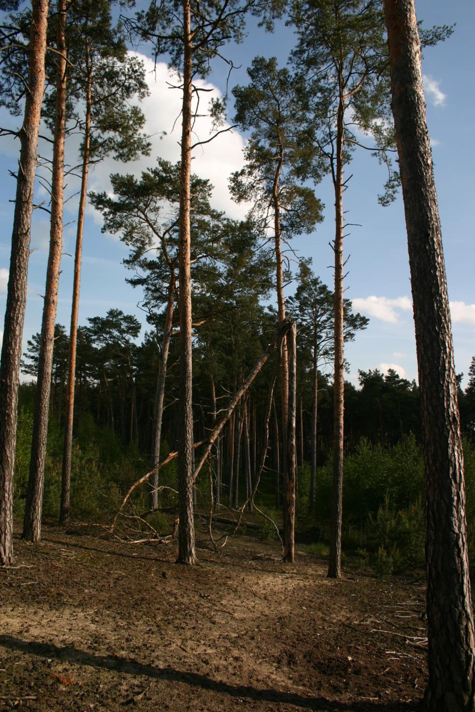 Photo 43