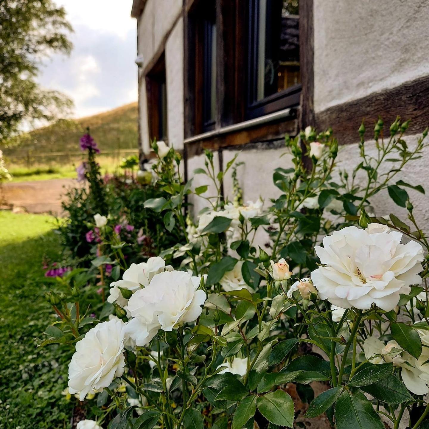 Le Clos du Cerf - Le Sous-bois - Spa Francorchamps Coo