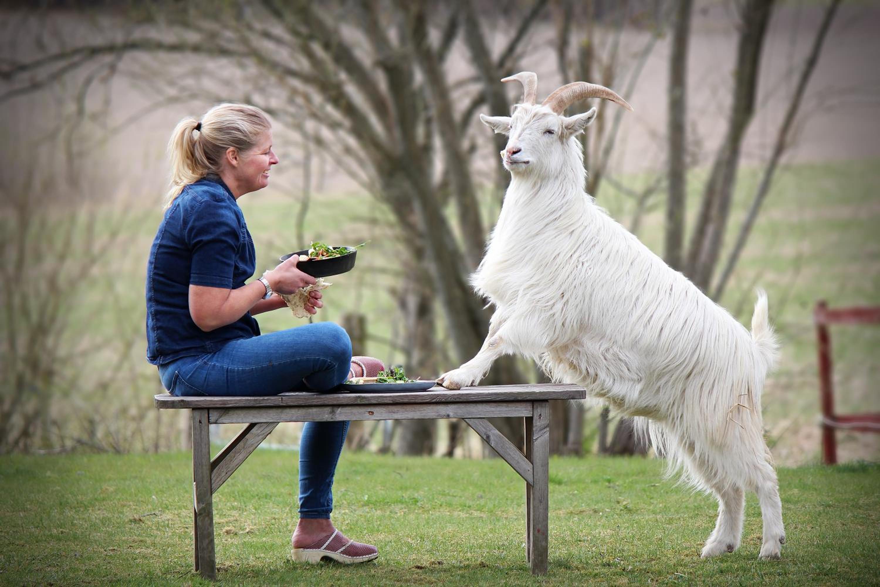 Toric Farmlodge