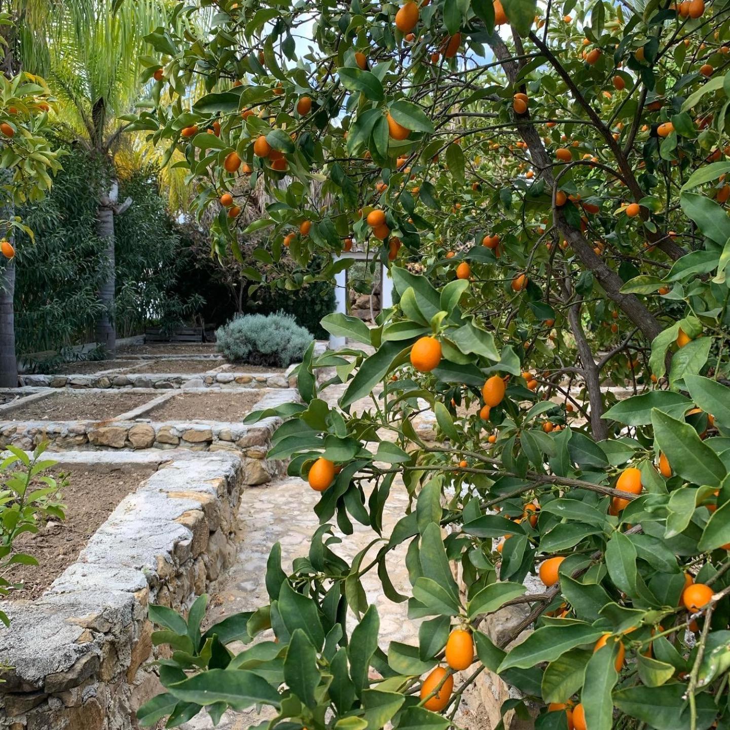 Finca Dariana Padel & Pool