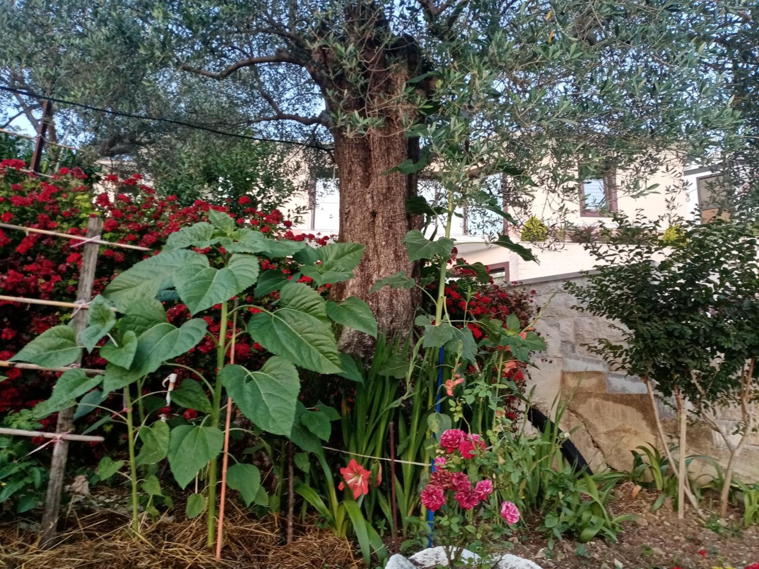 Photo 27