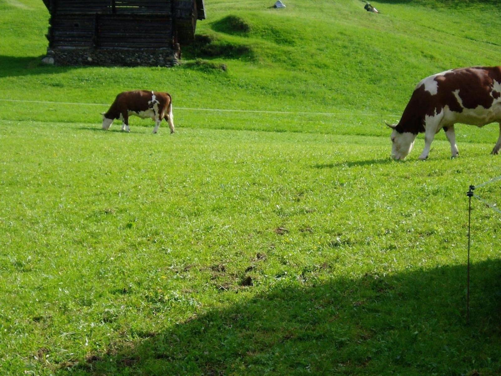 Ferienhaus Obersäuling im Sommer