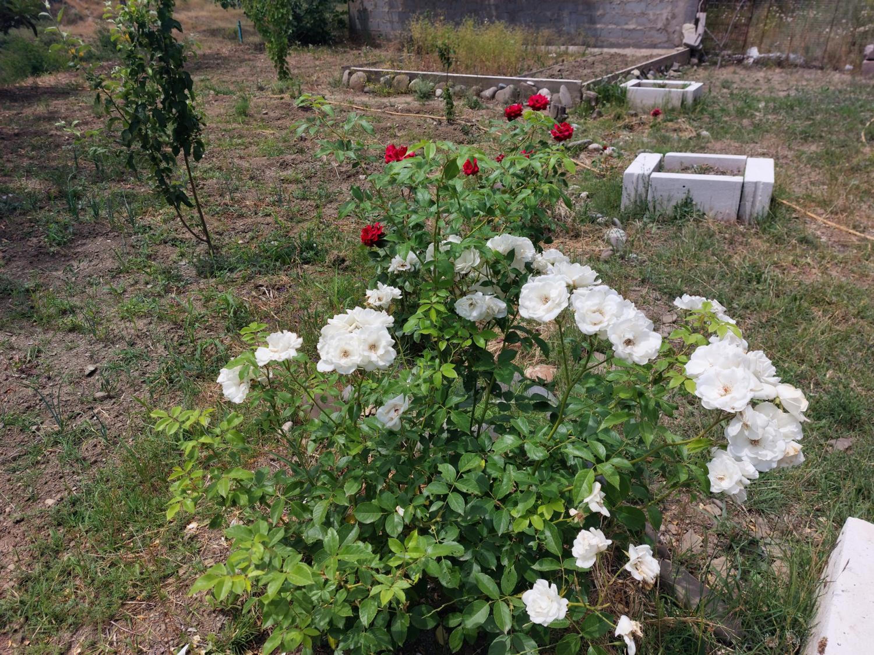 Photo 27