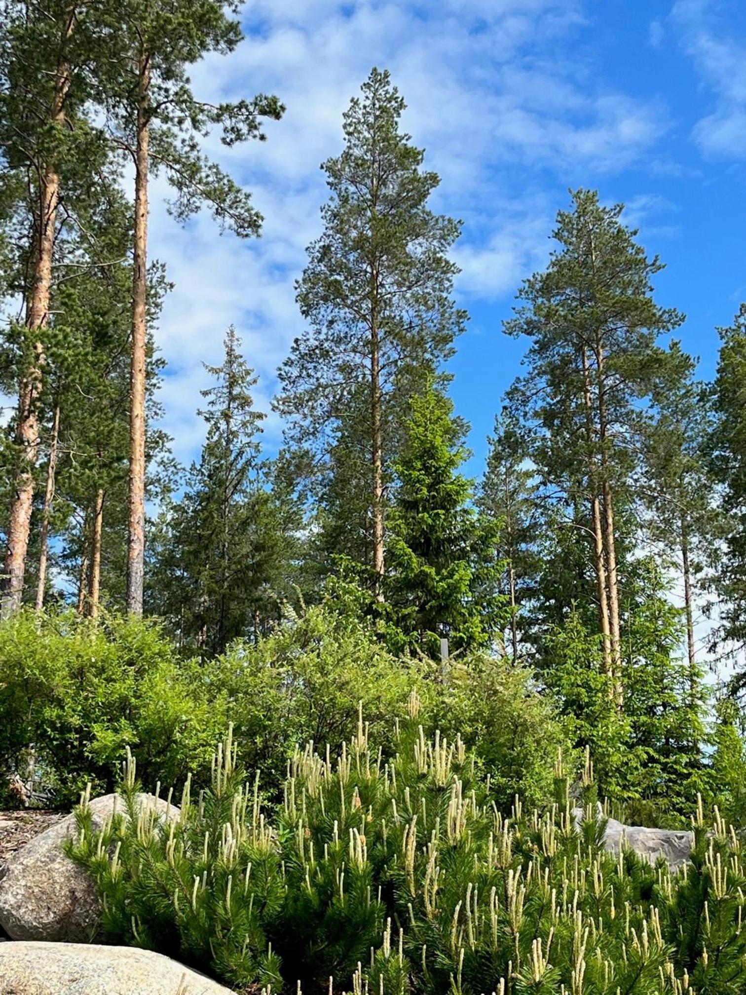 Villa Kalliorinne