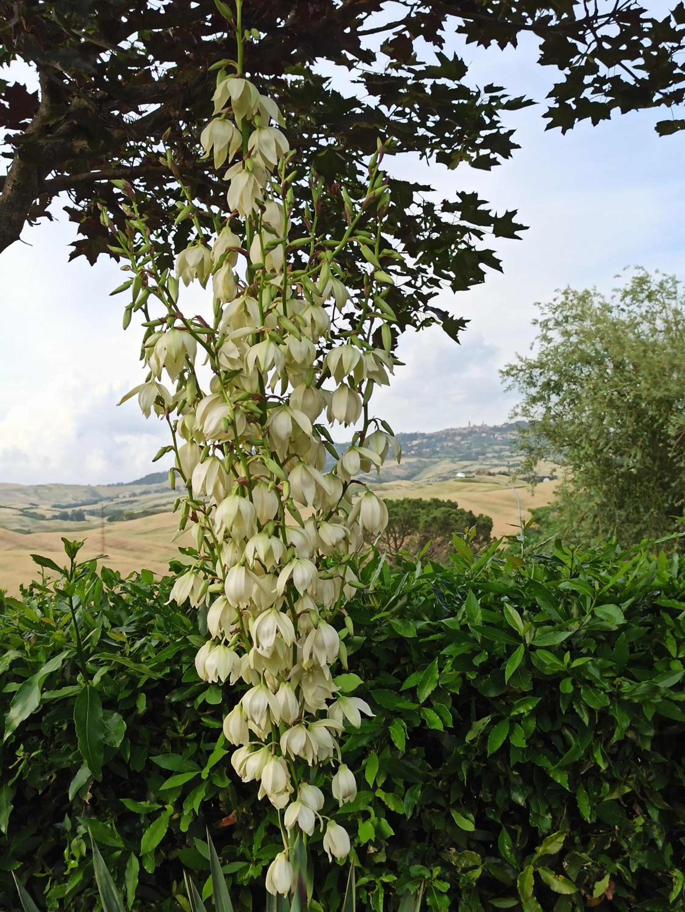 Agriturismo La Spiga