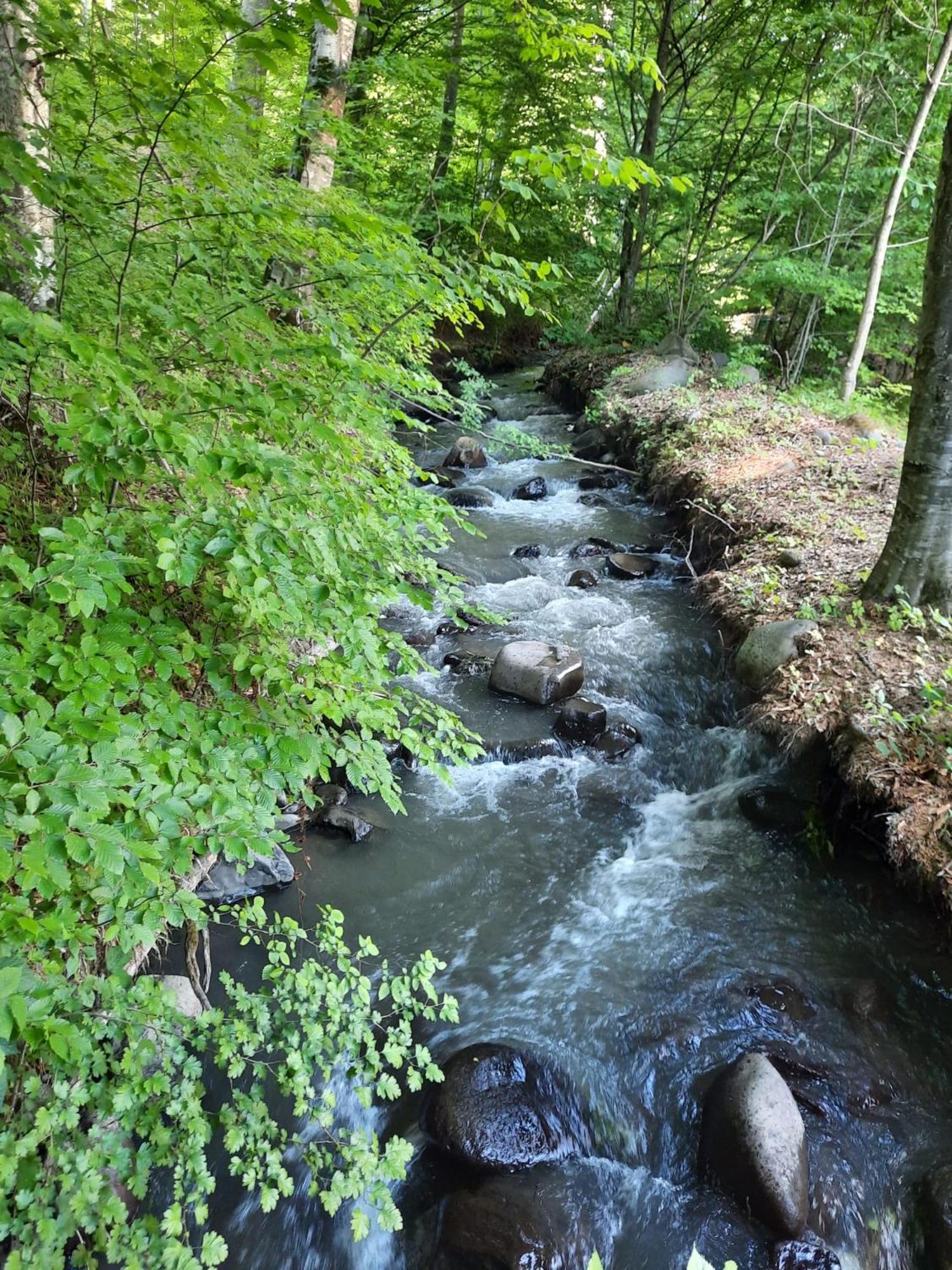 Photo 44
