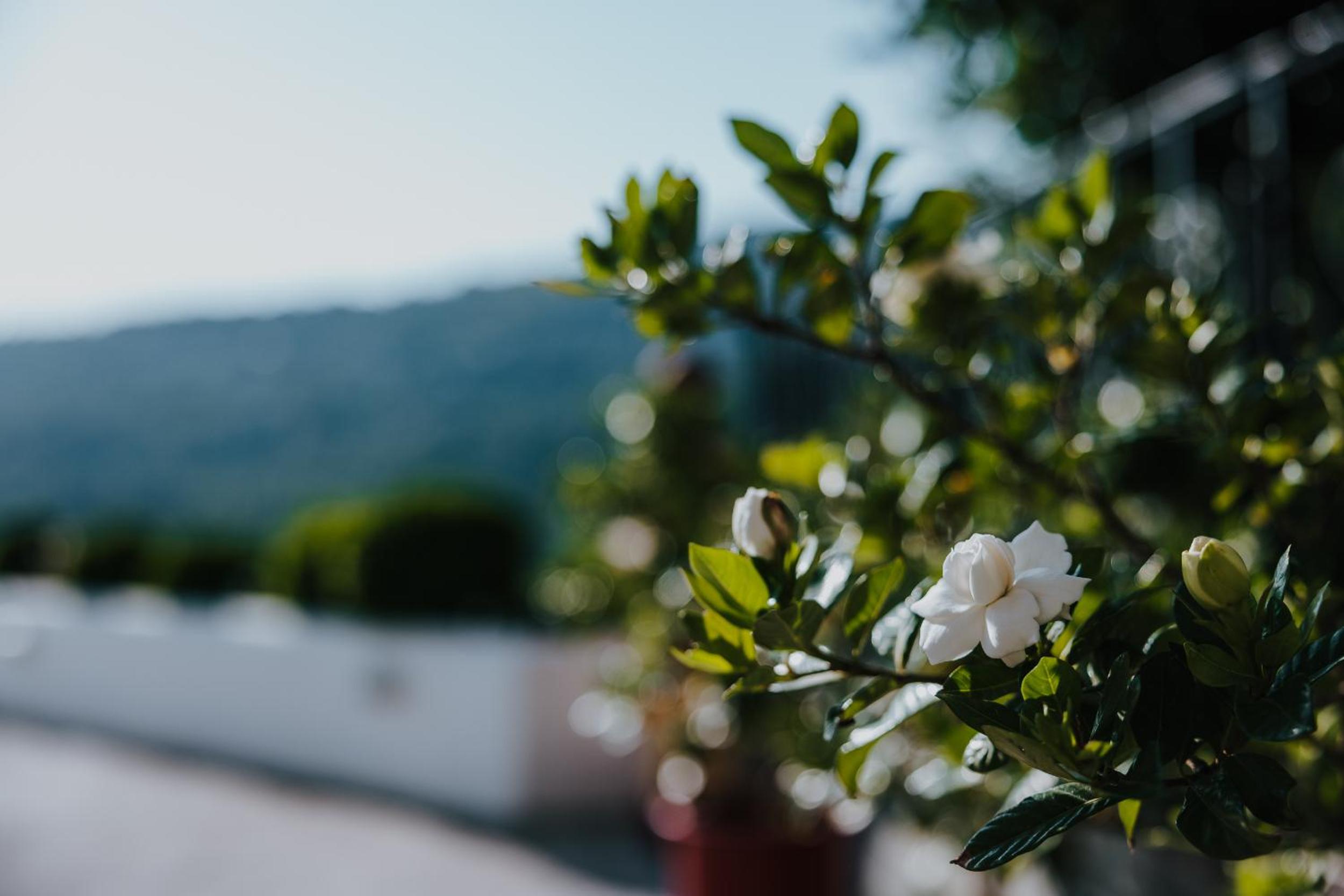 House of Gardenia