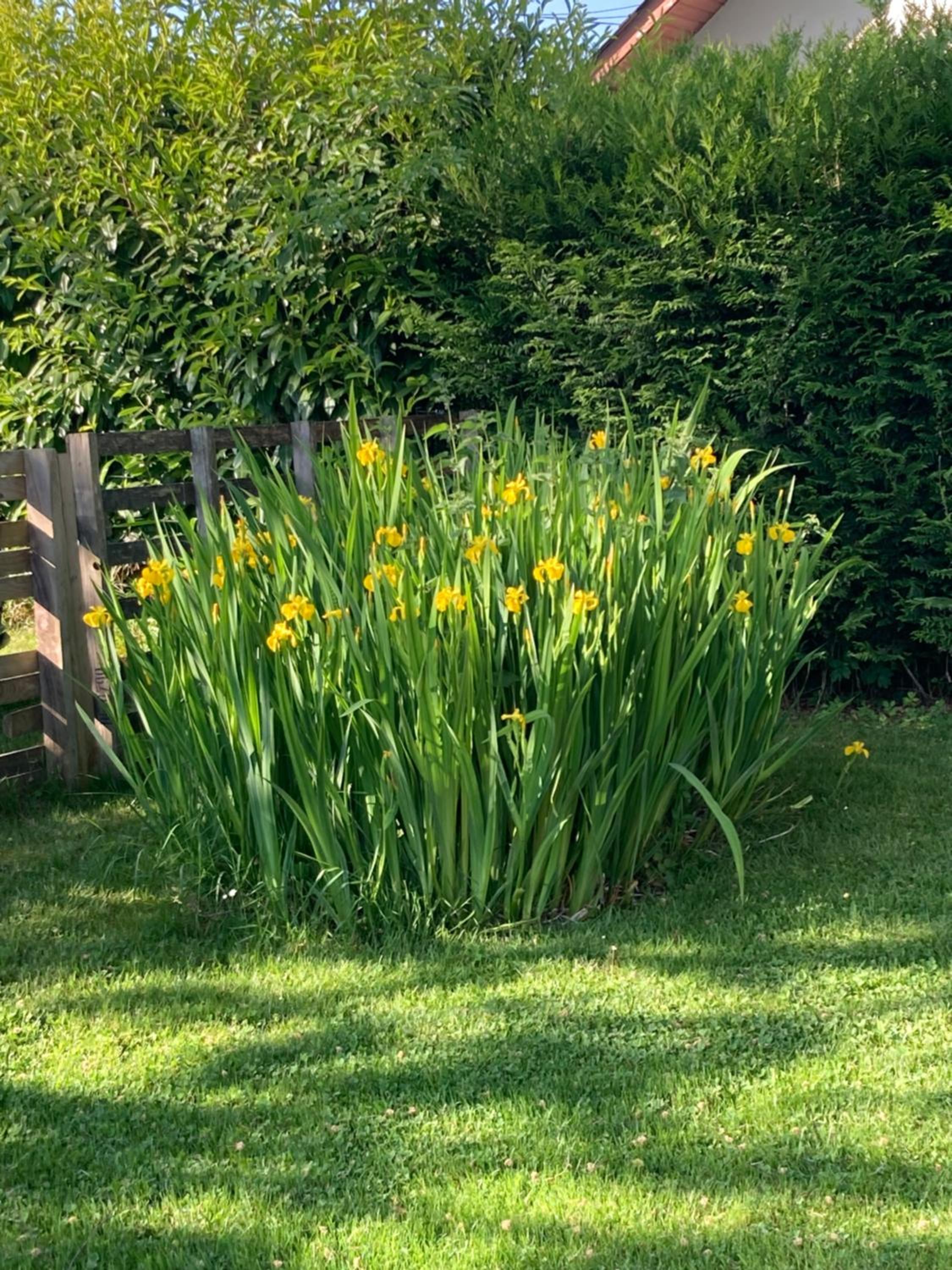 Photo 29