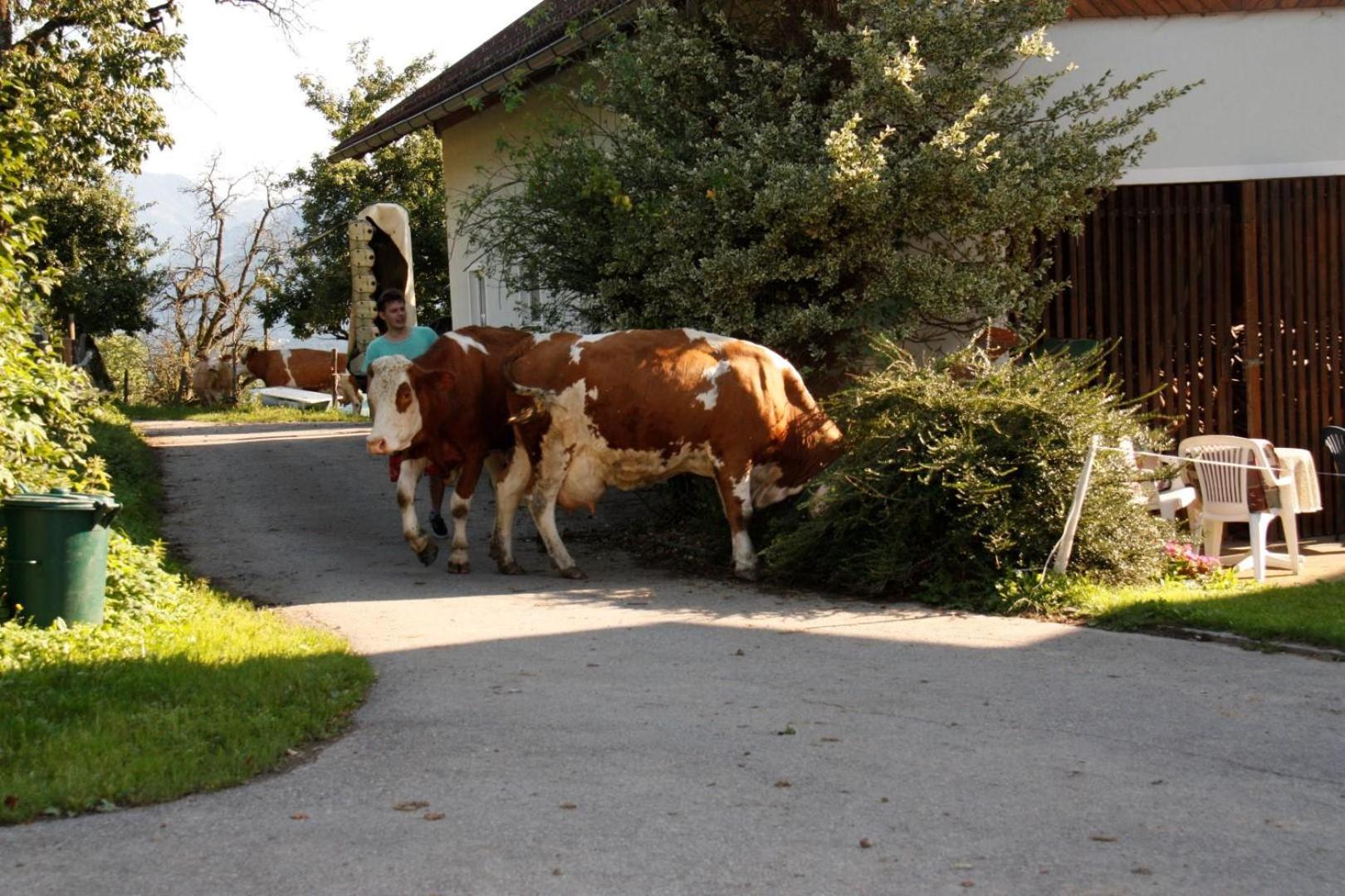 Mentebauer Traudi's Ferienhof