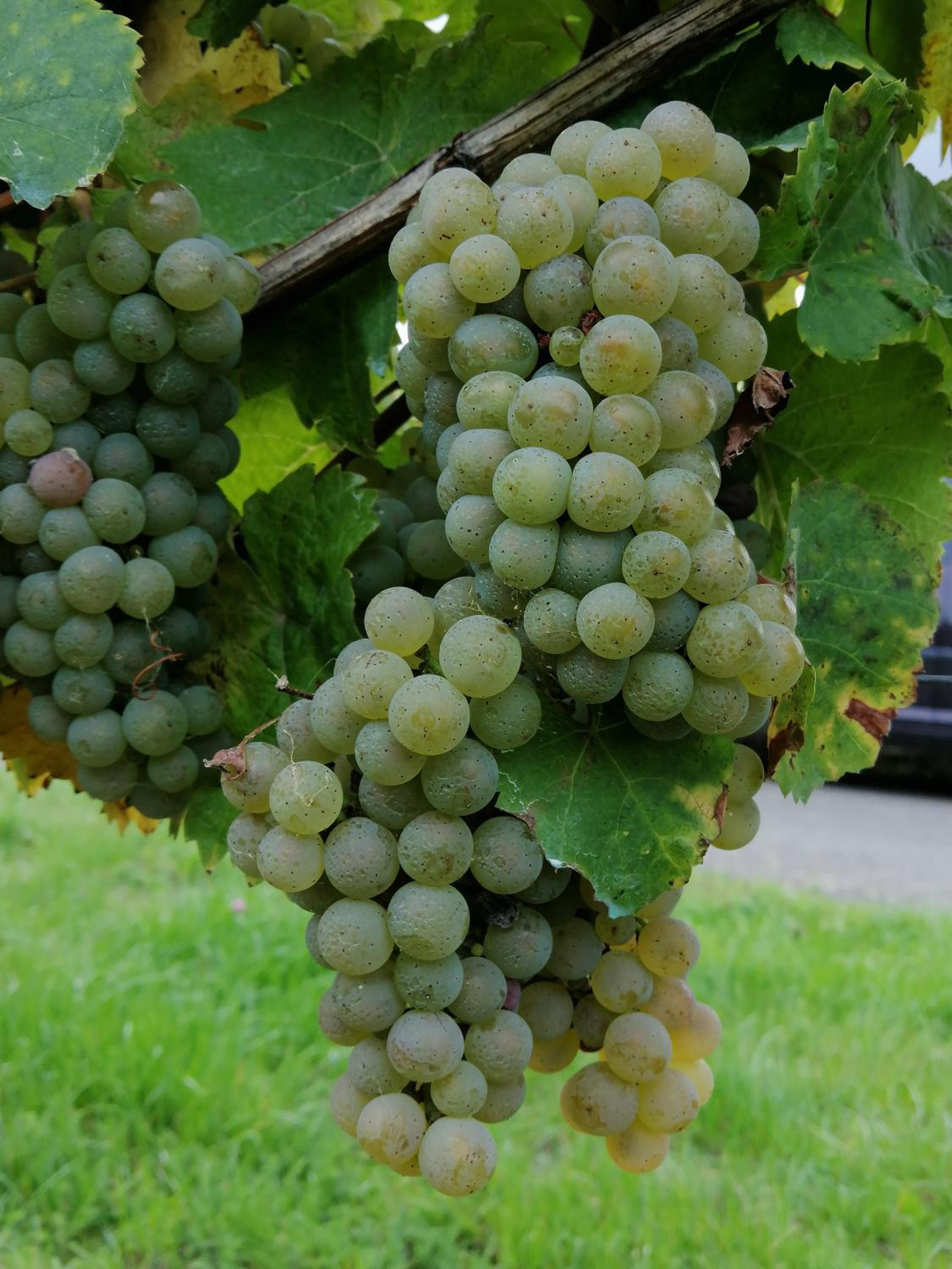 Weingut Licht-Stadtfeld