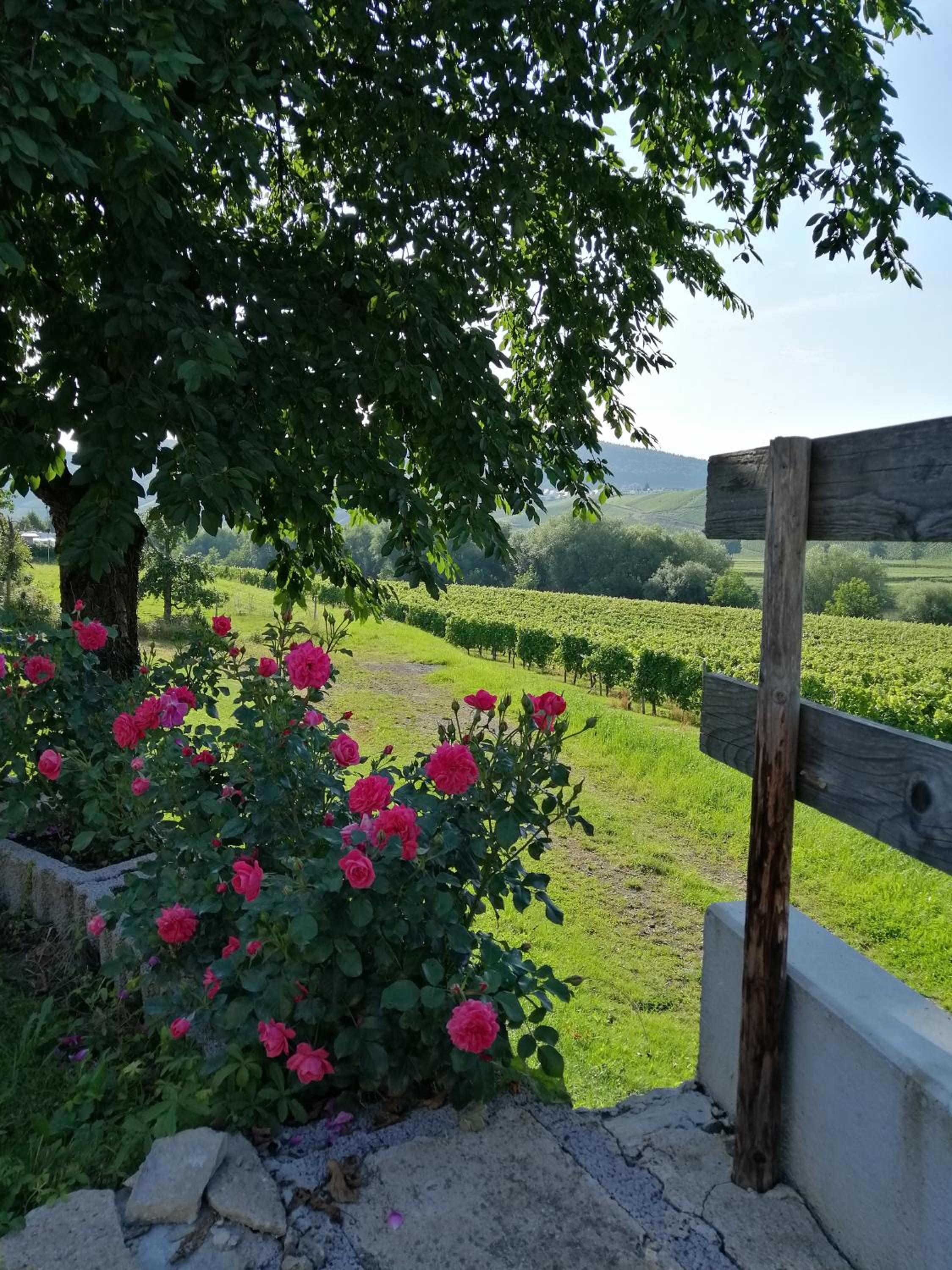 Weingut Licht-Stadtfeld