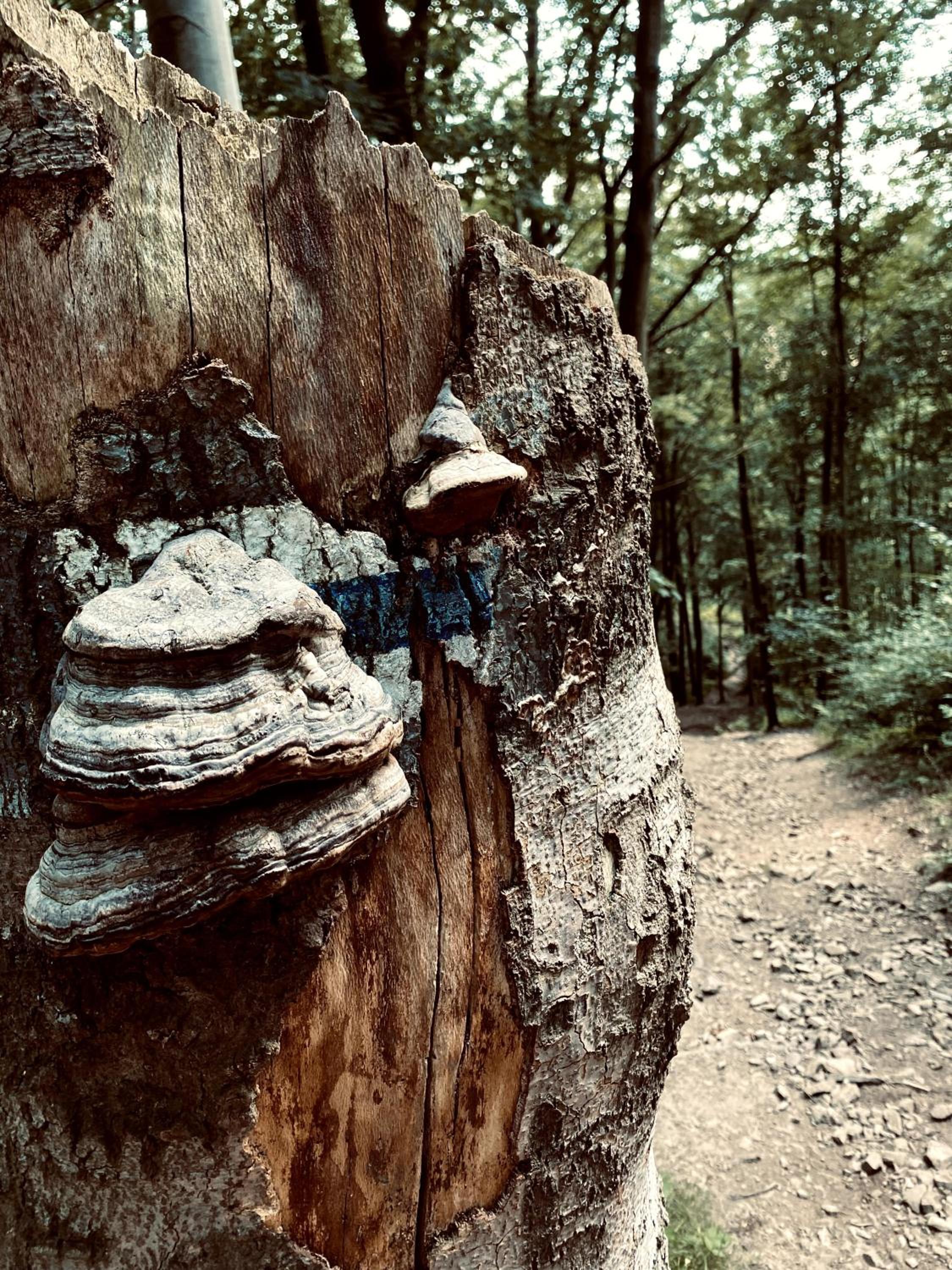 Photo 45