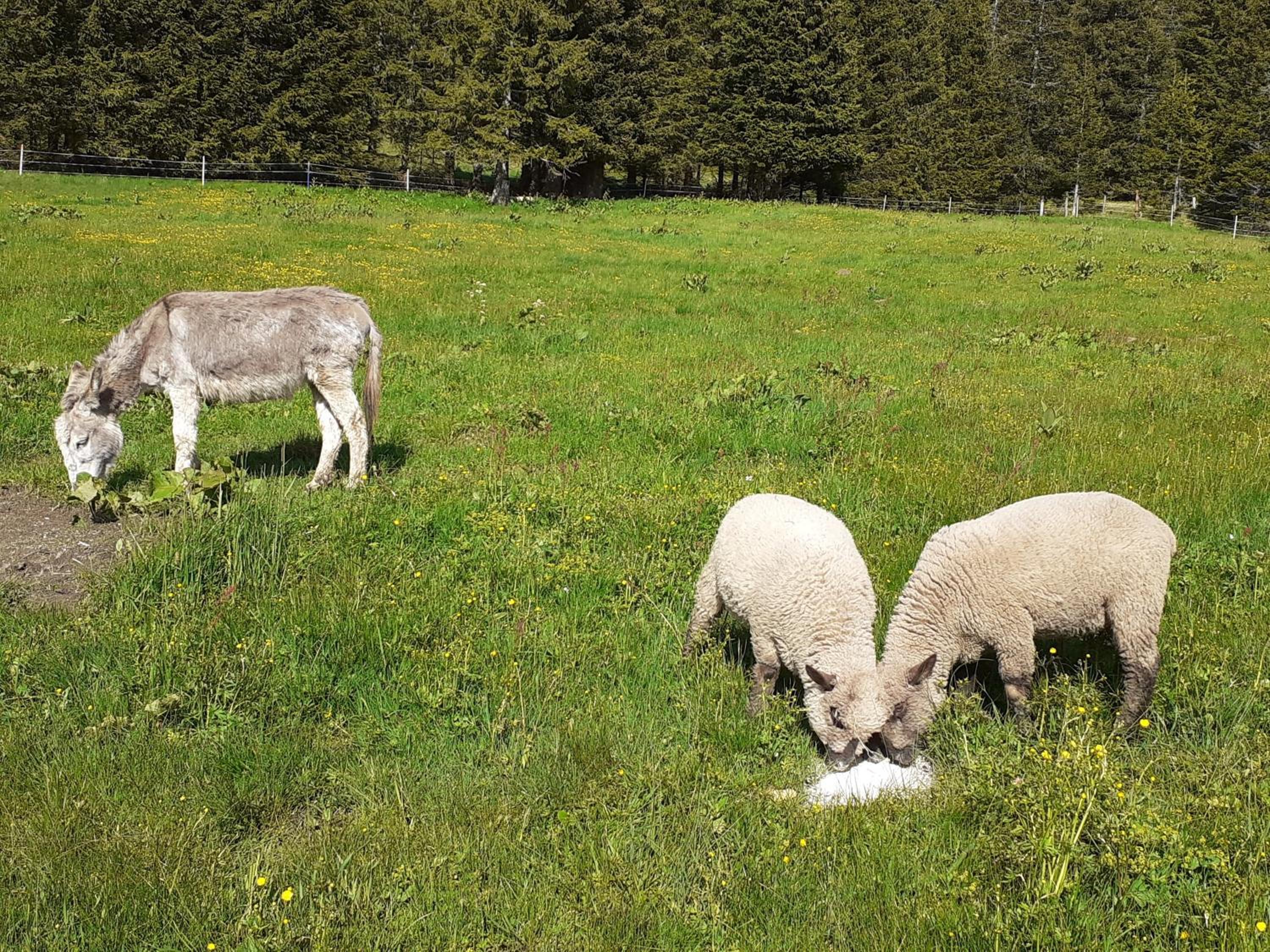Lachtalhütte