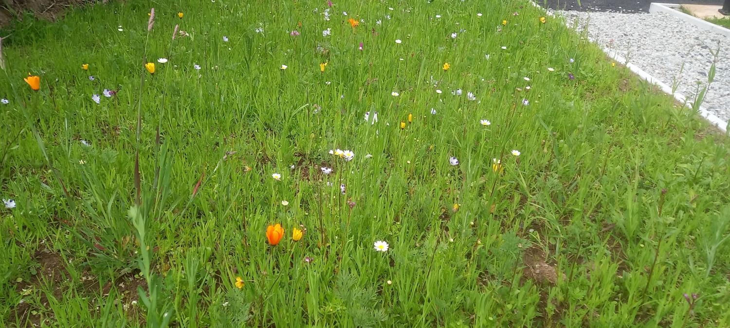 Cheerful Cottage view 2