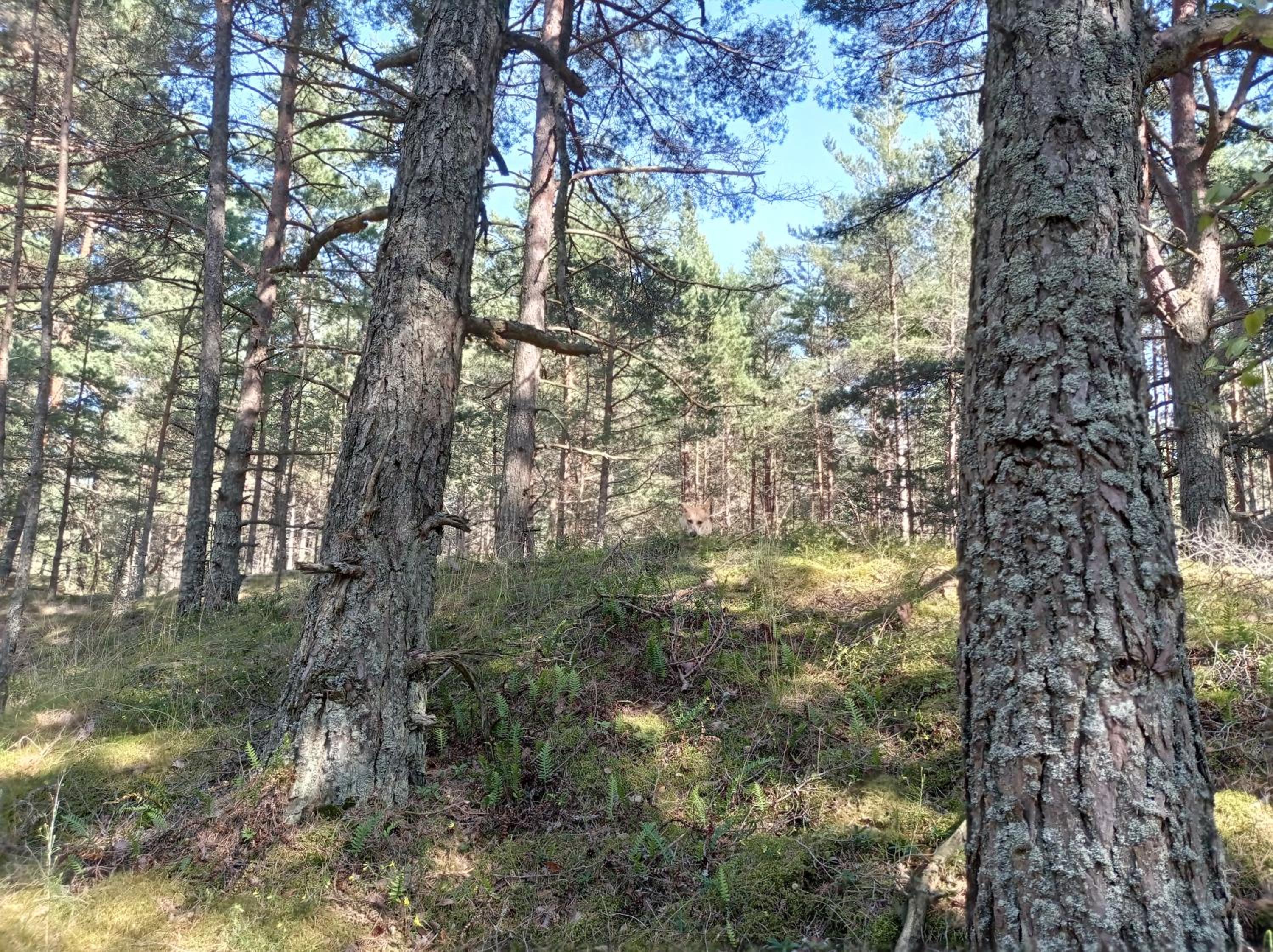Photo 31