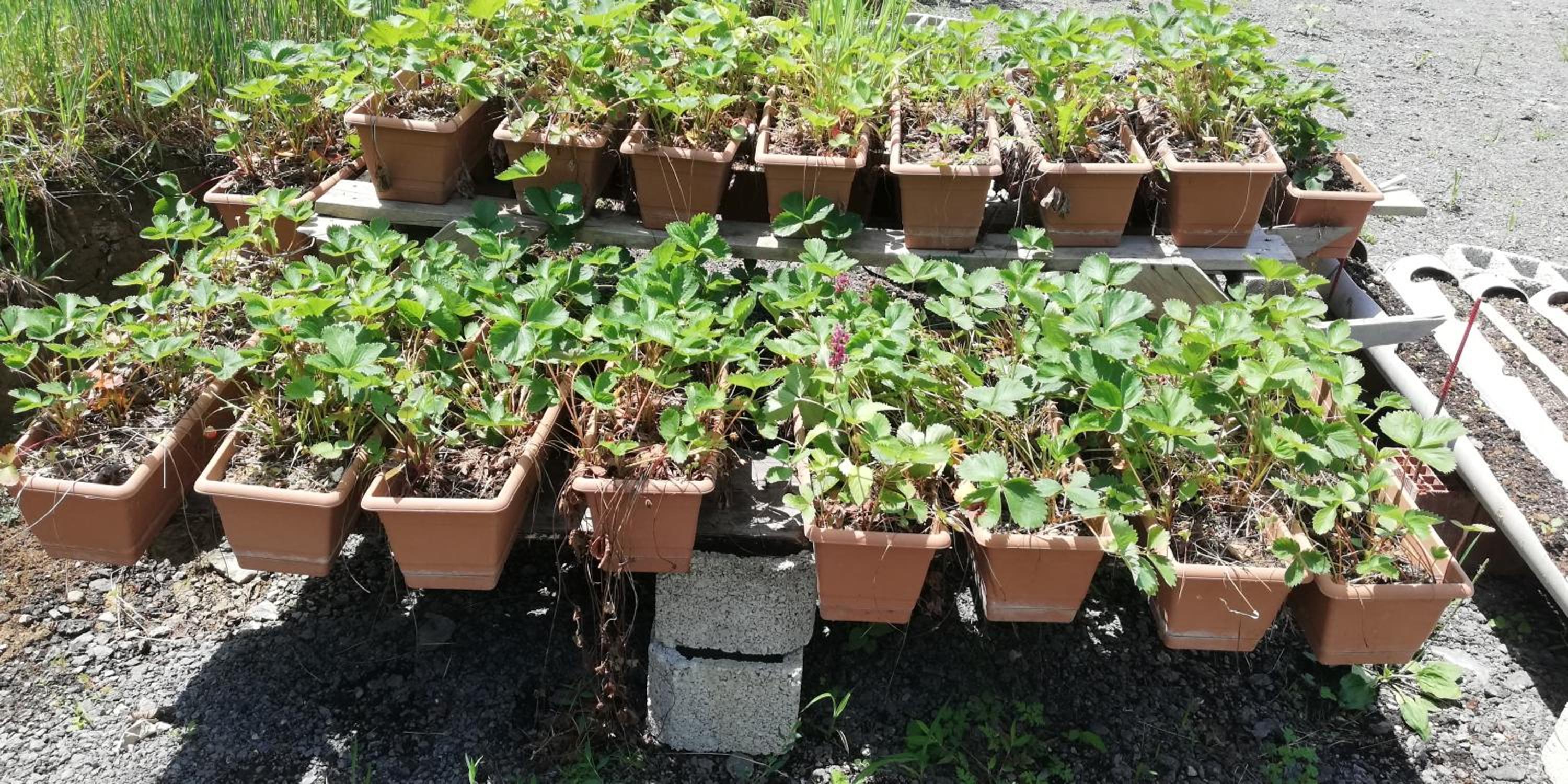 Photo 41